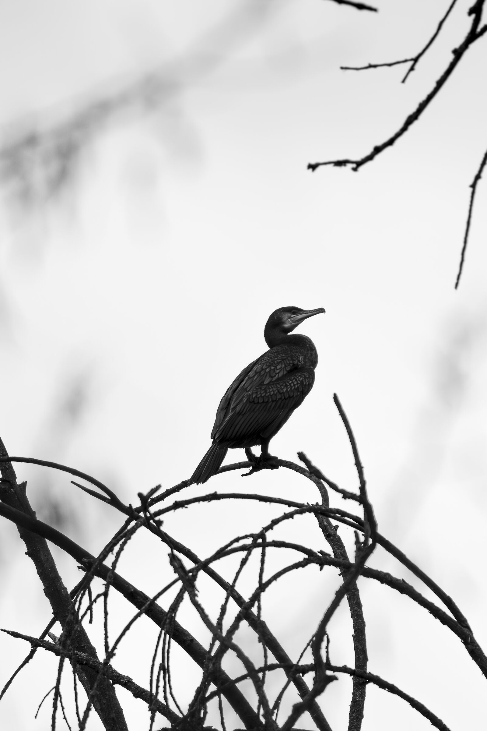 Cormorant