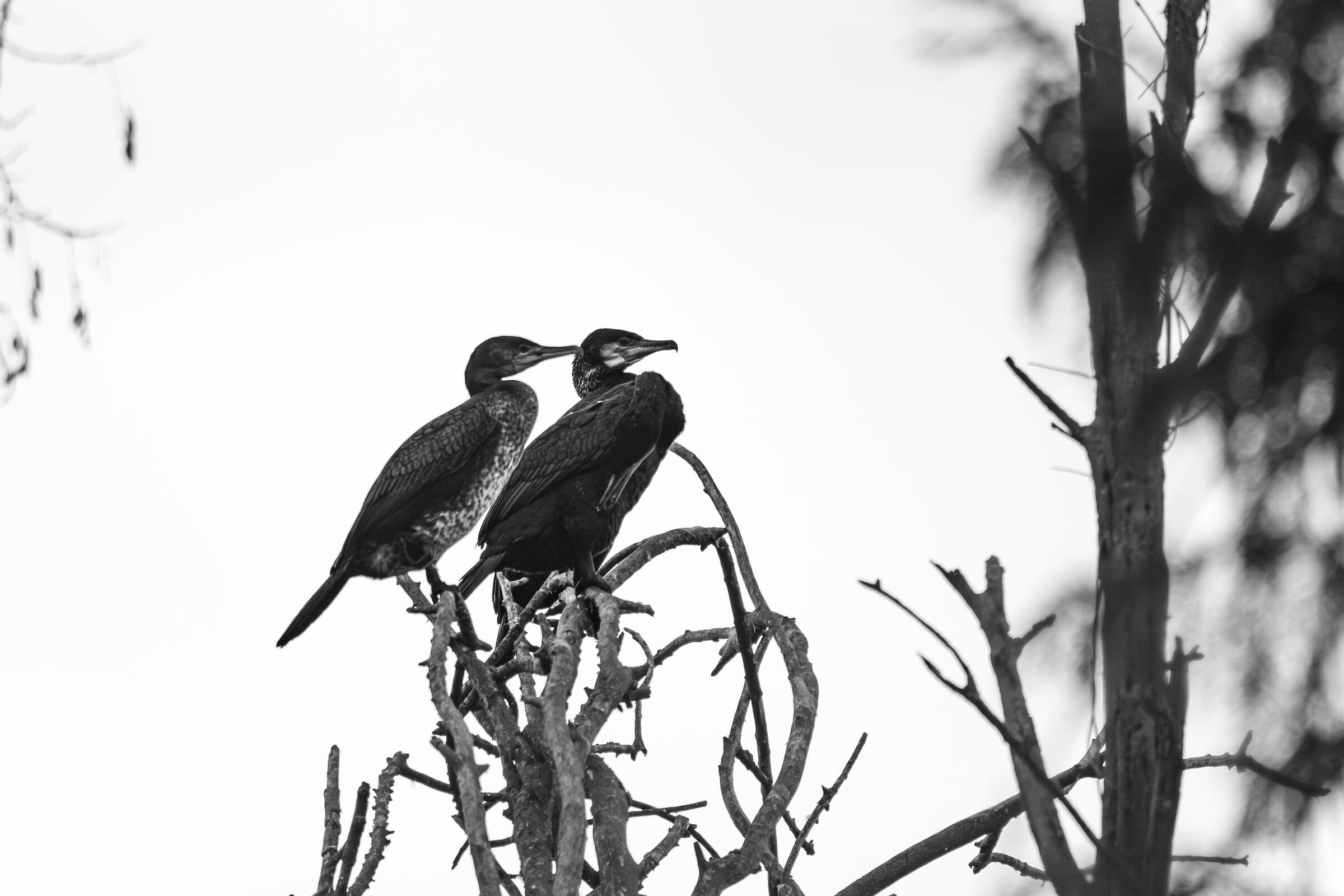 Cormorant in Love