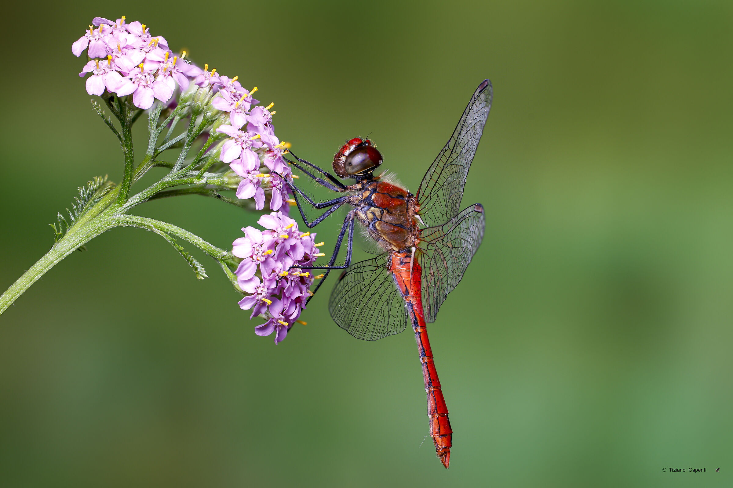 Sympetrum sanguineum male. Species belonging to