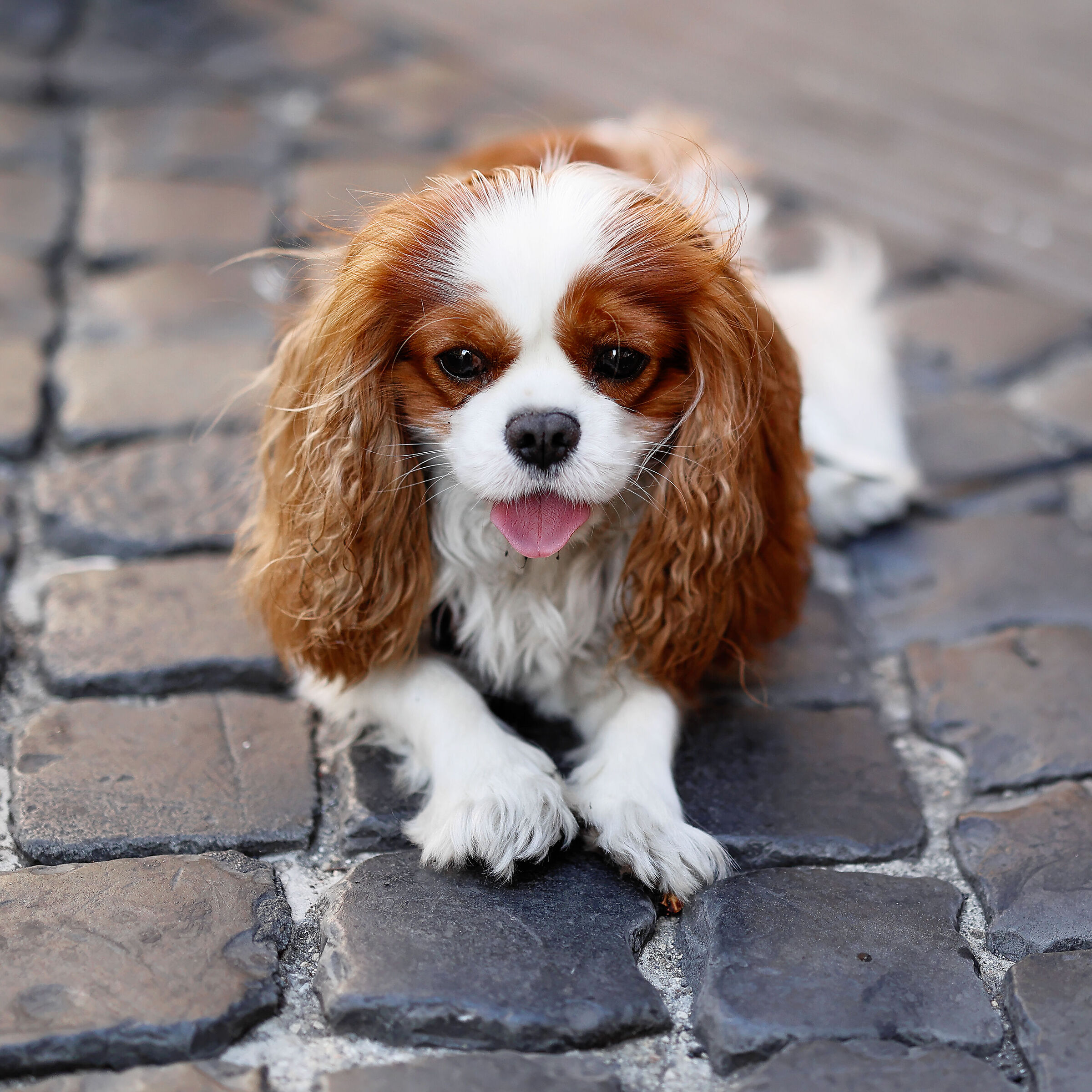 Lilly at 4 years old