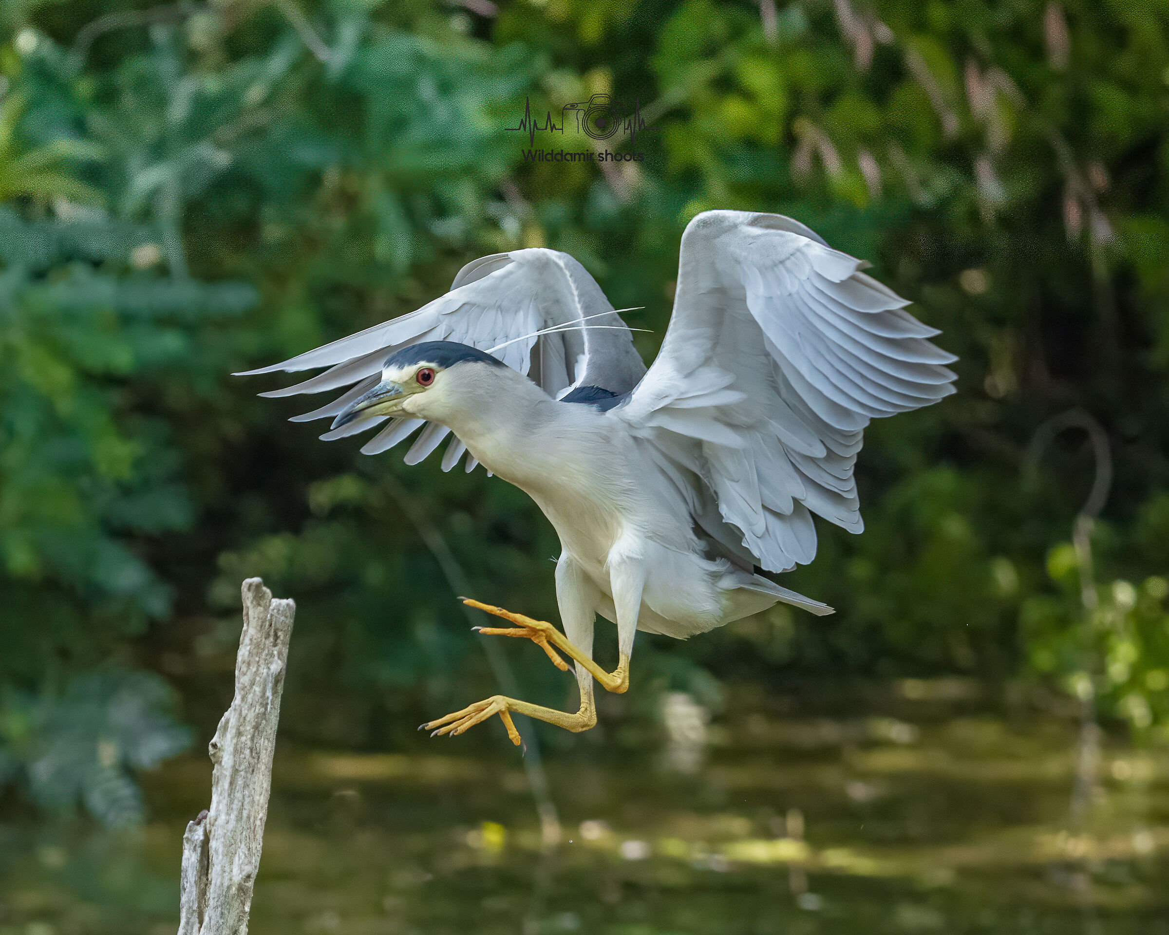 Night Heron Landing