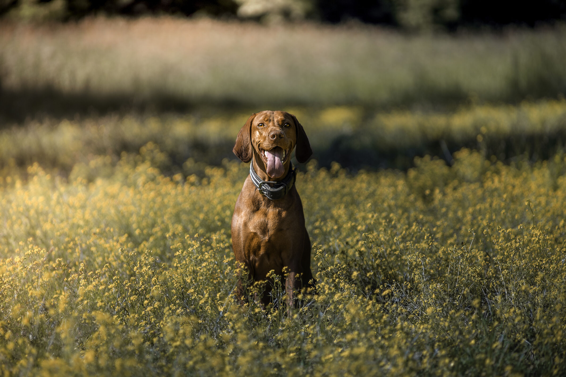 vizsla x flowers
