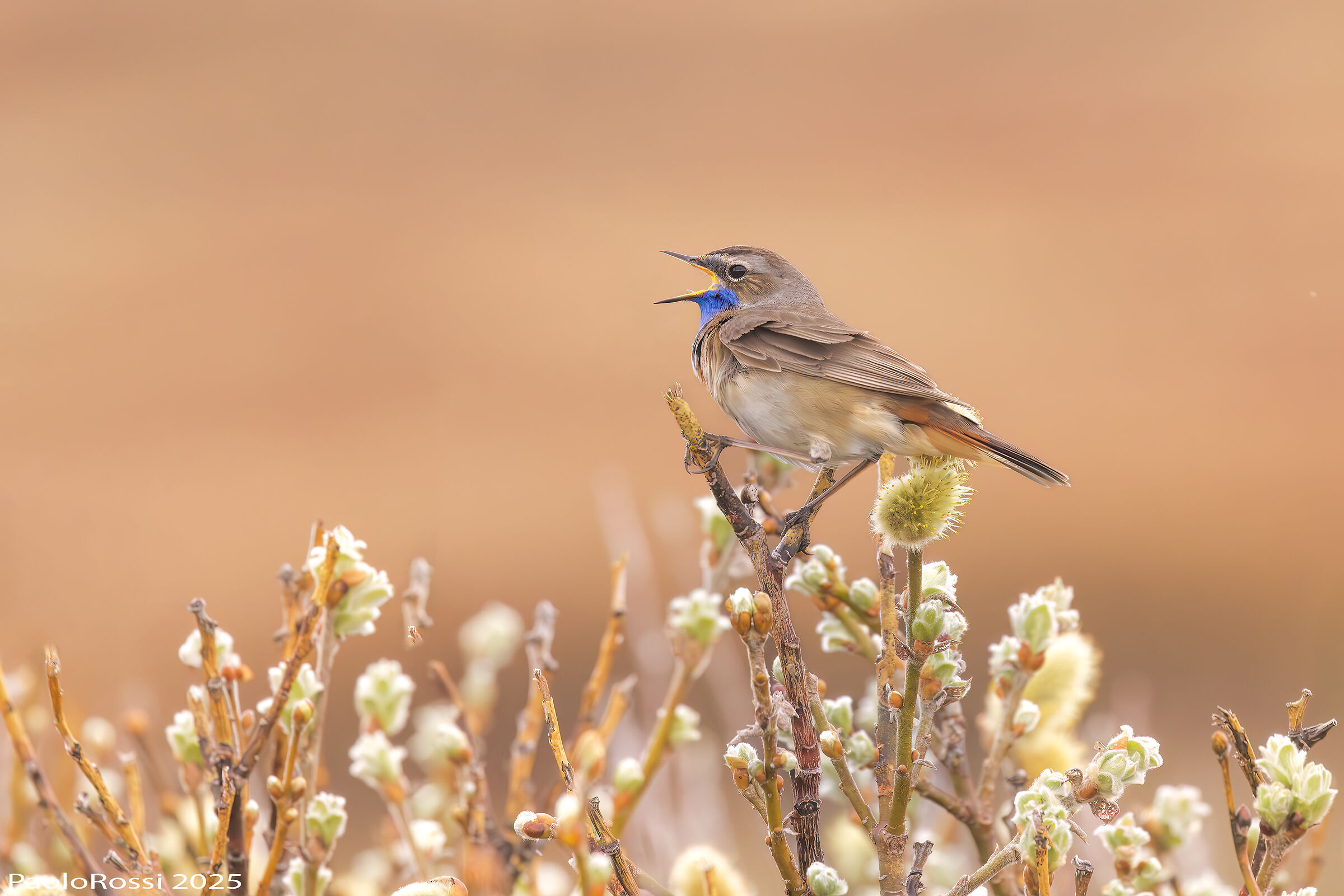 Bluethroat..