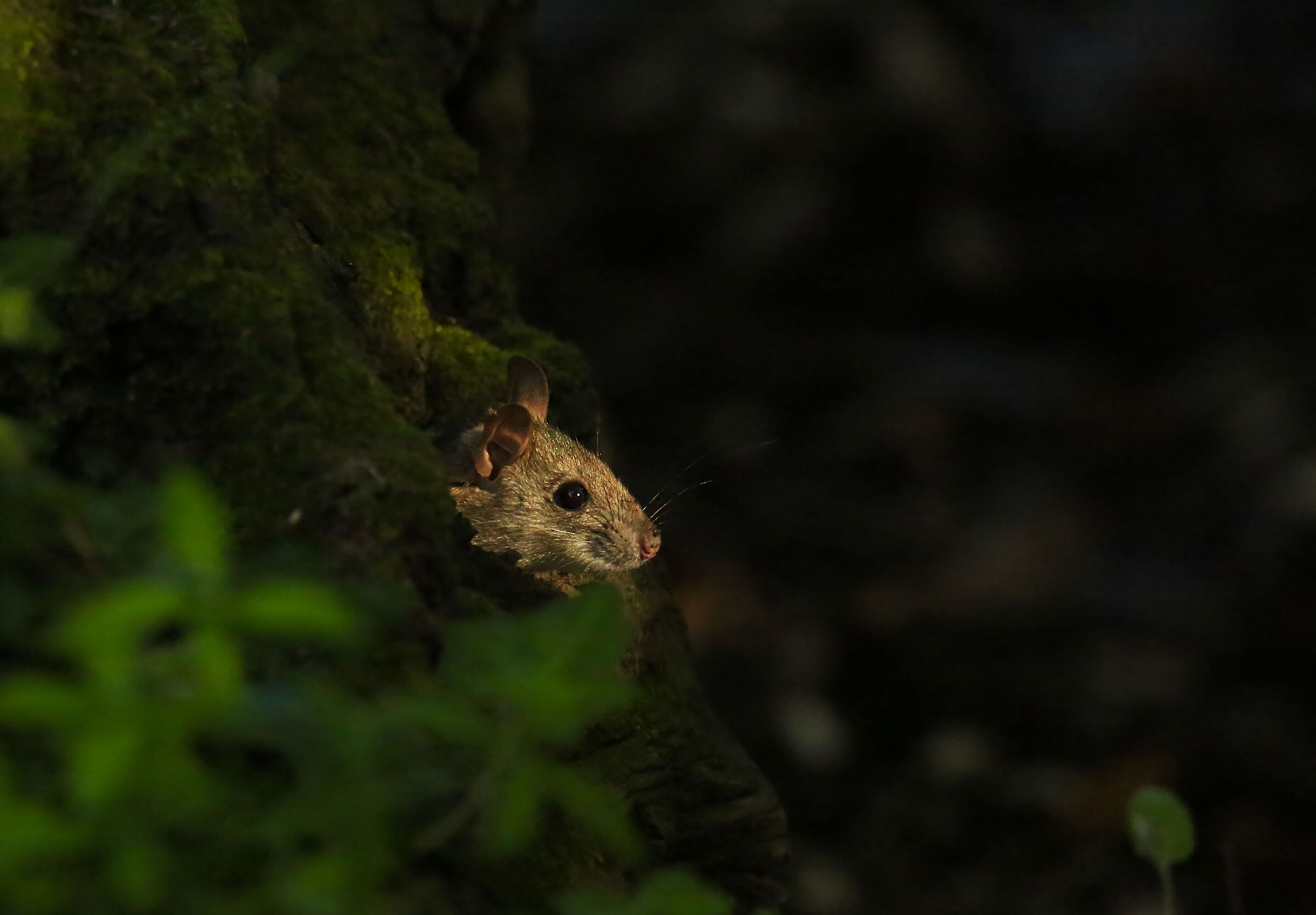 The last ray of sunshine