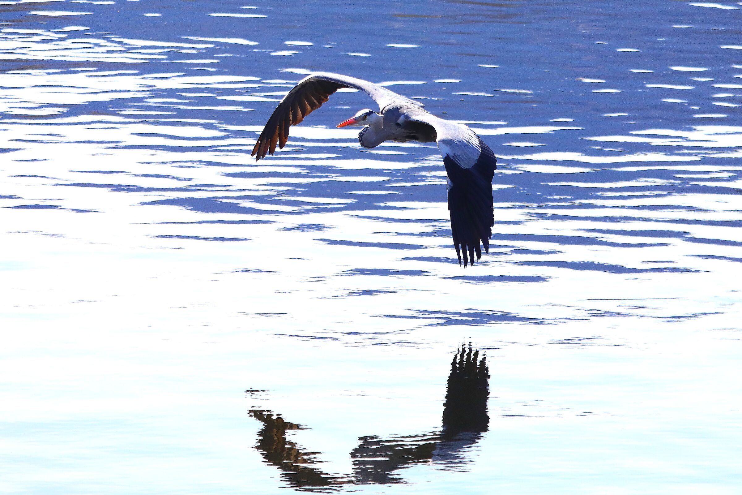 Cenerino 27 marzo 2025 - 0162