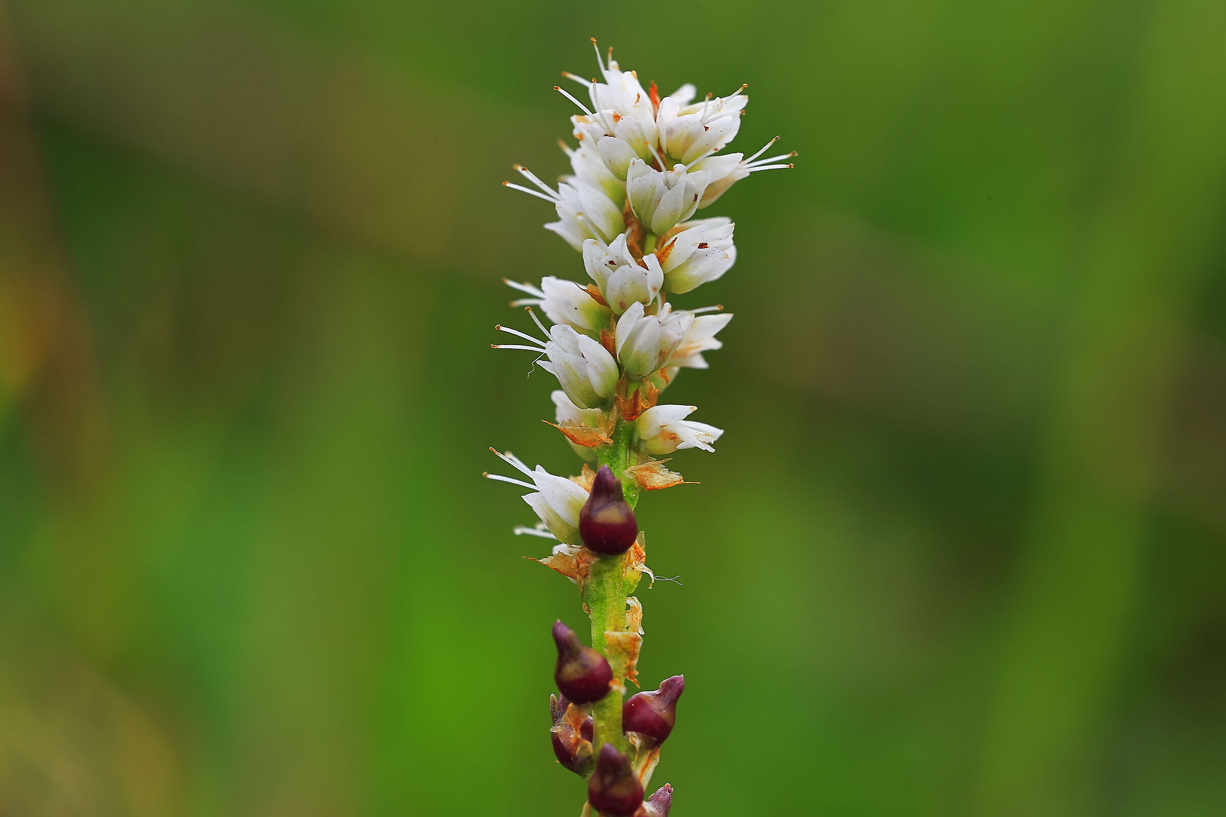 Polygonum Viviparum