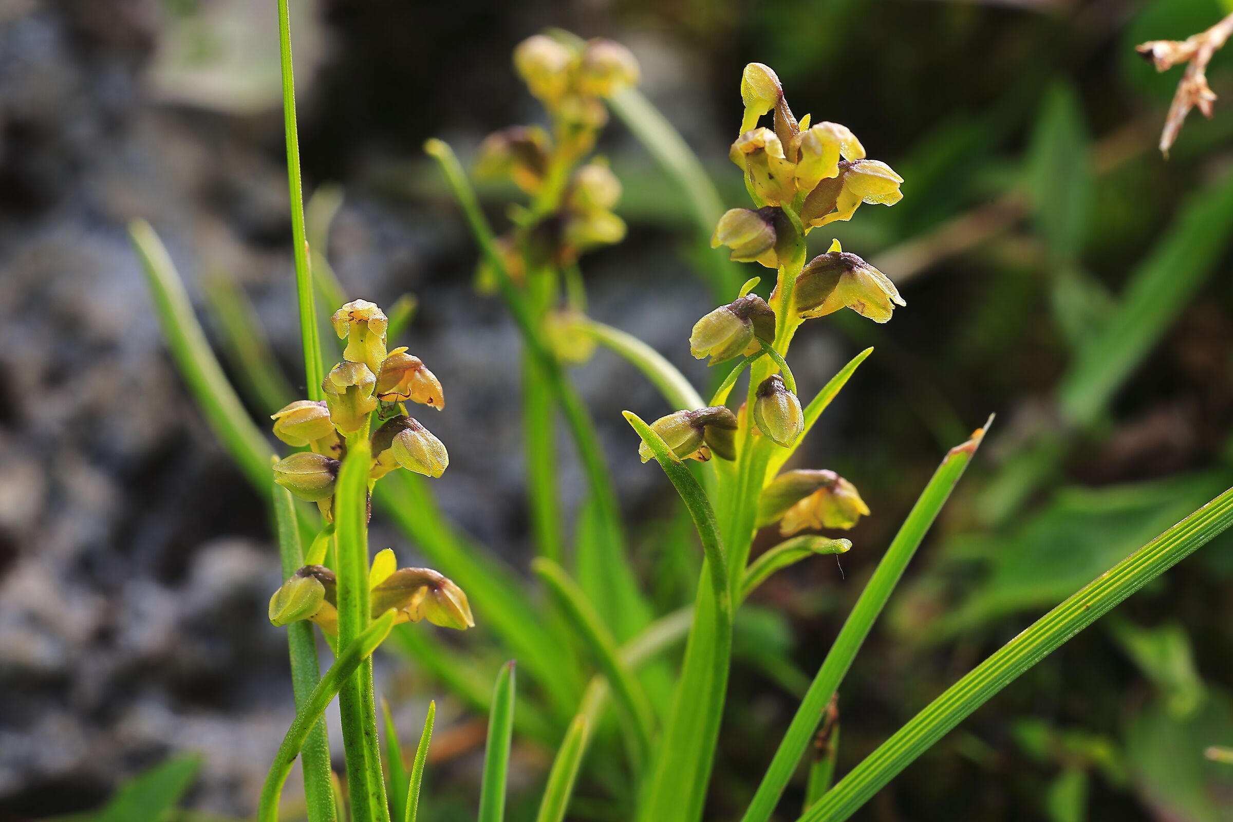 Chamorchis Alpina