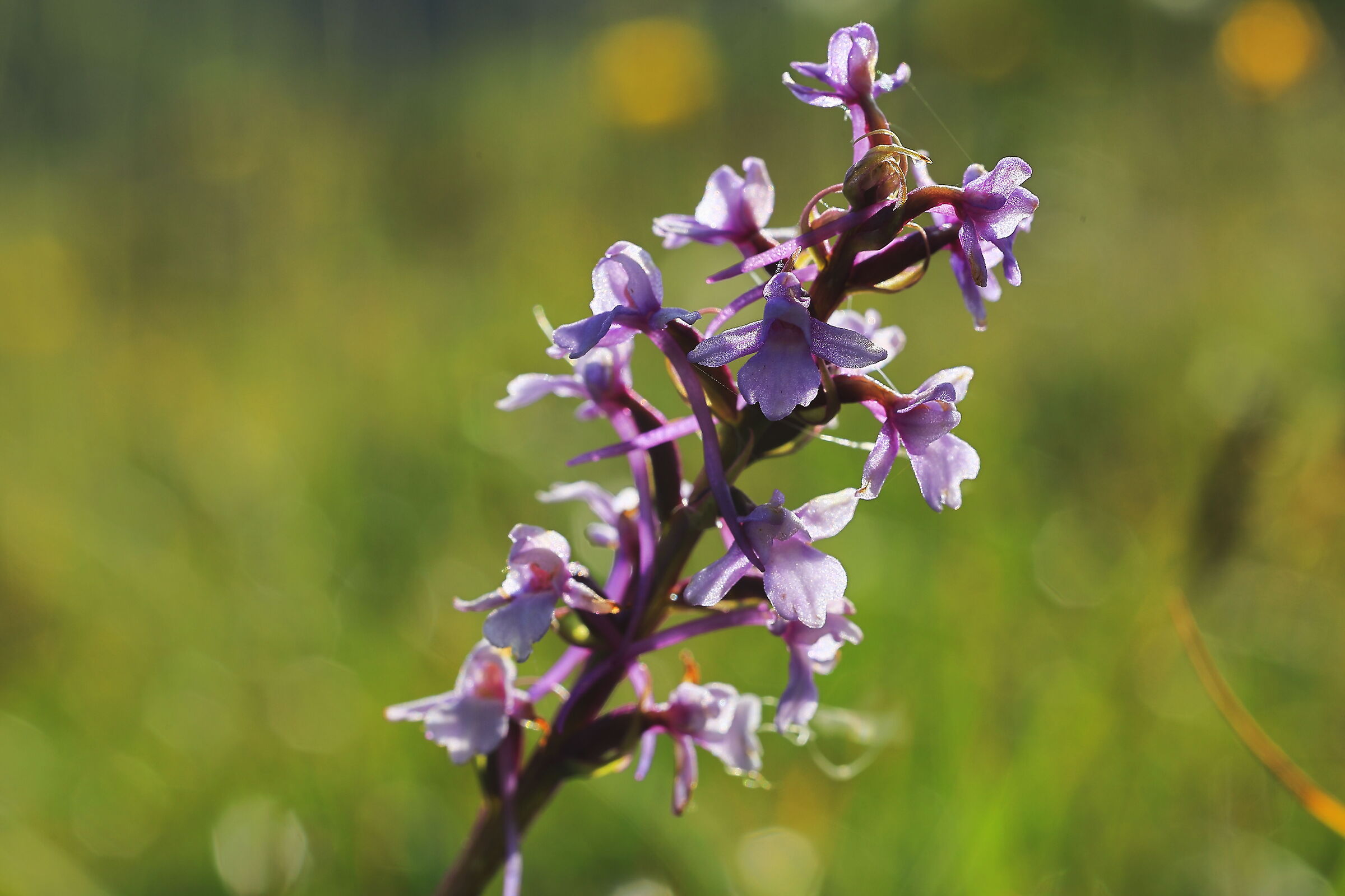 Orchis Mascula