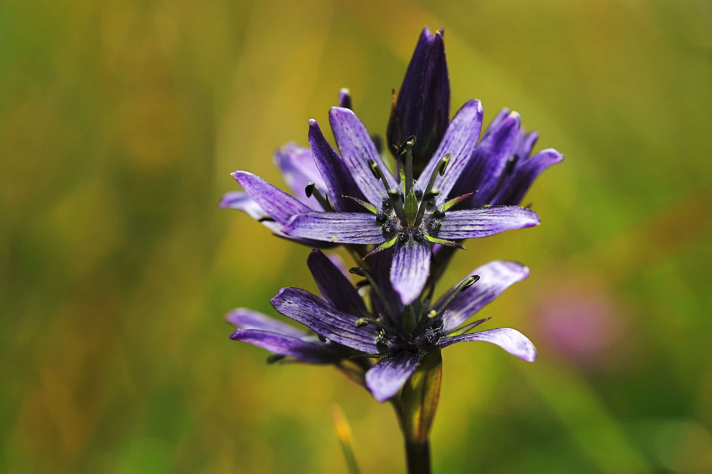 swertia perennis