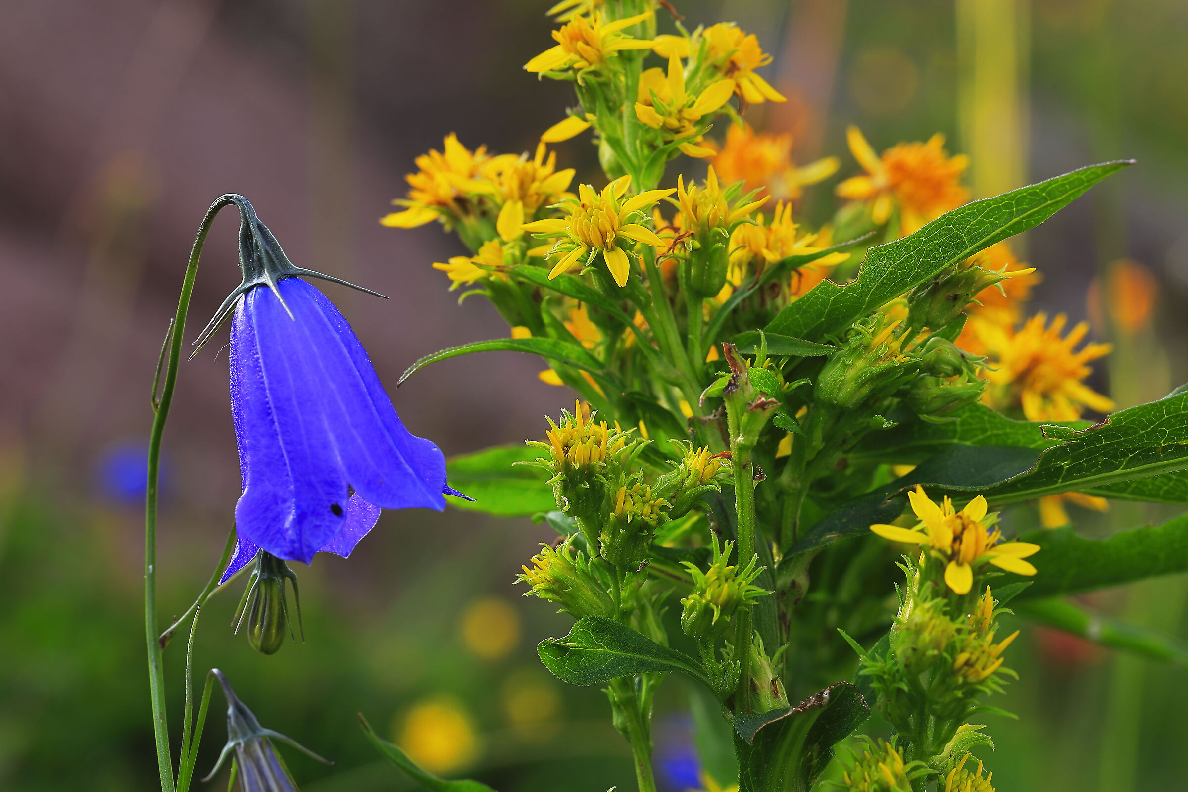 Campanula Cespitosa