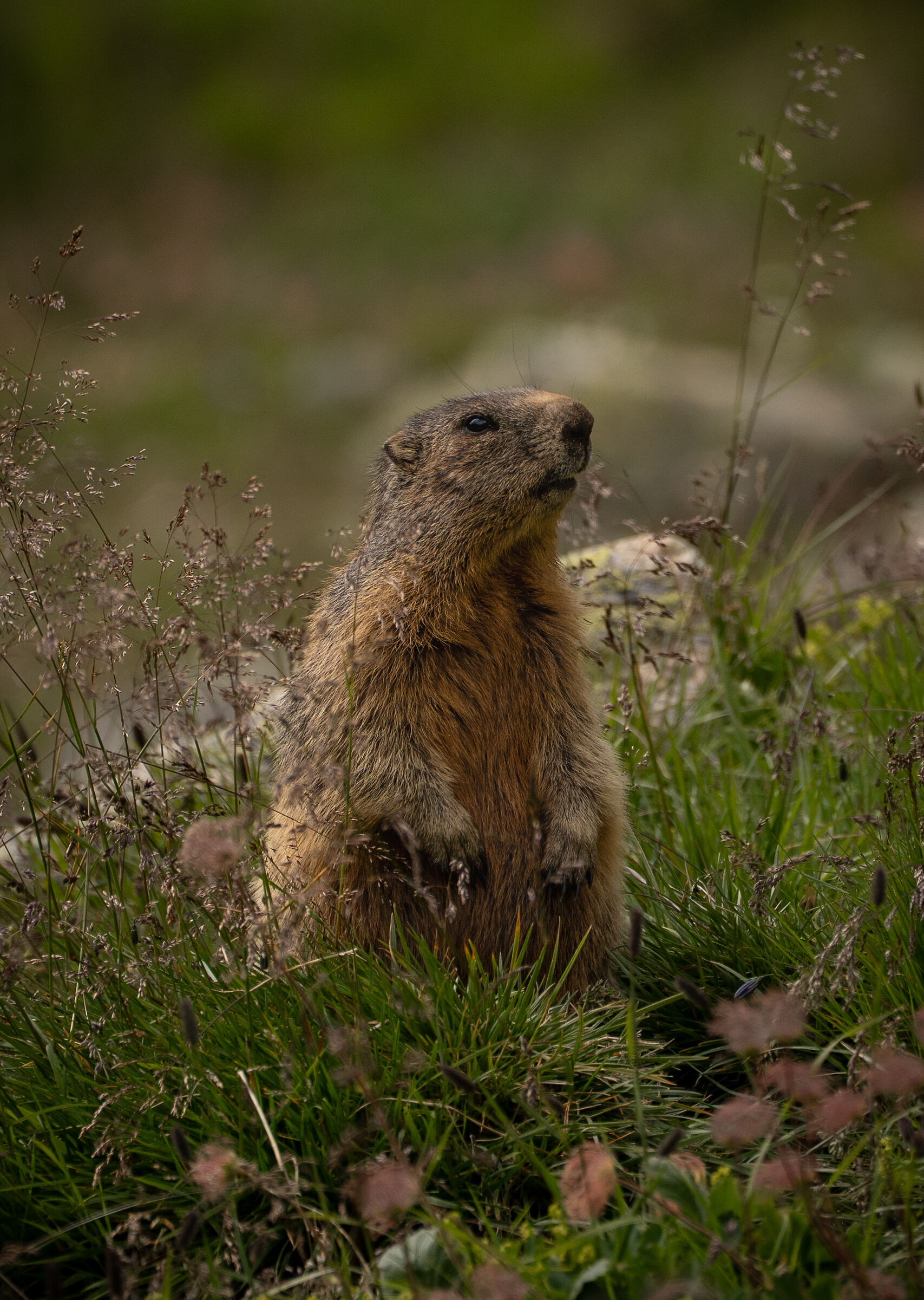 Marmot in the Engadine
