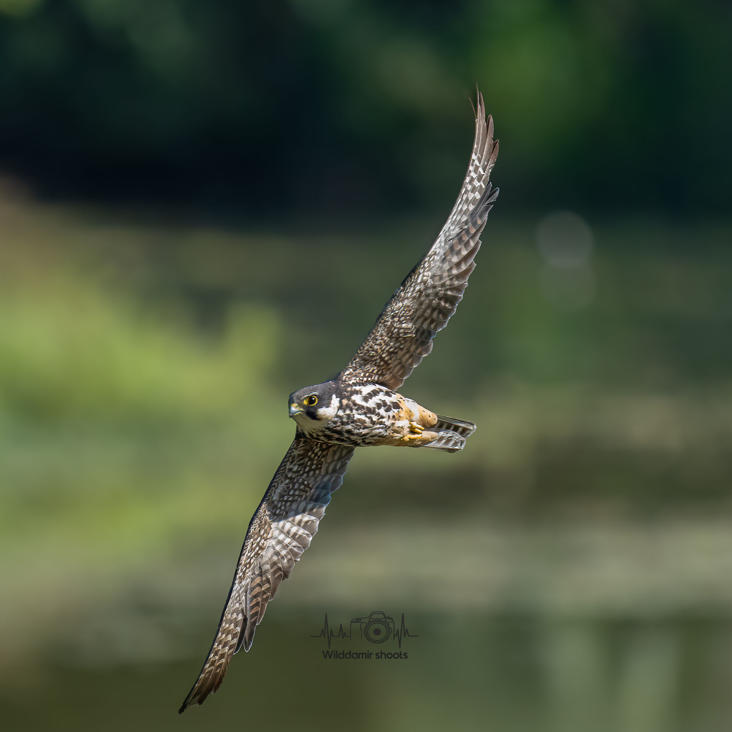 Eurasian hobby