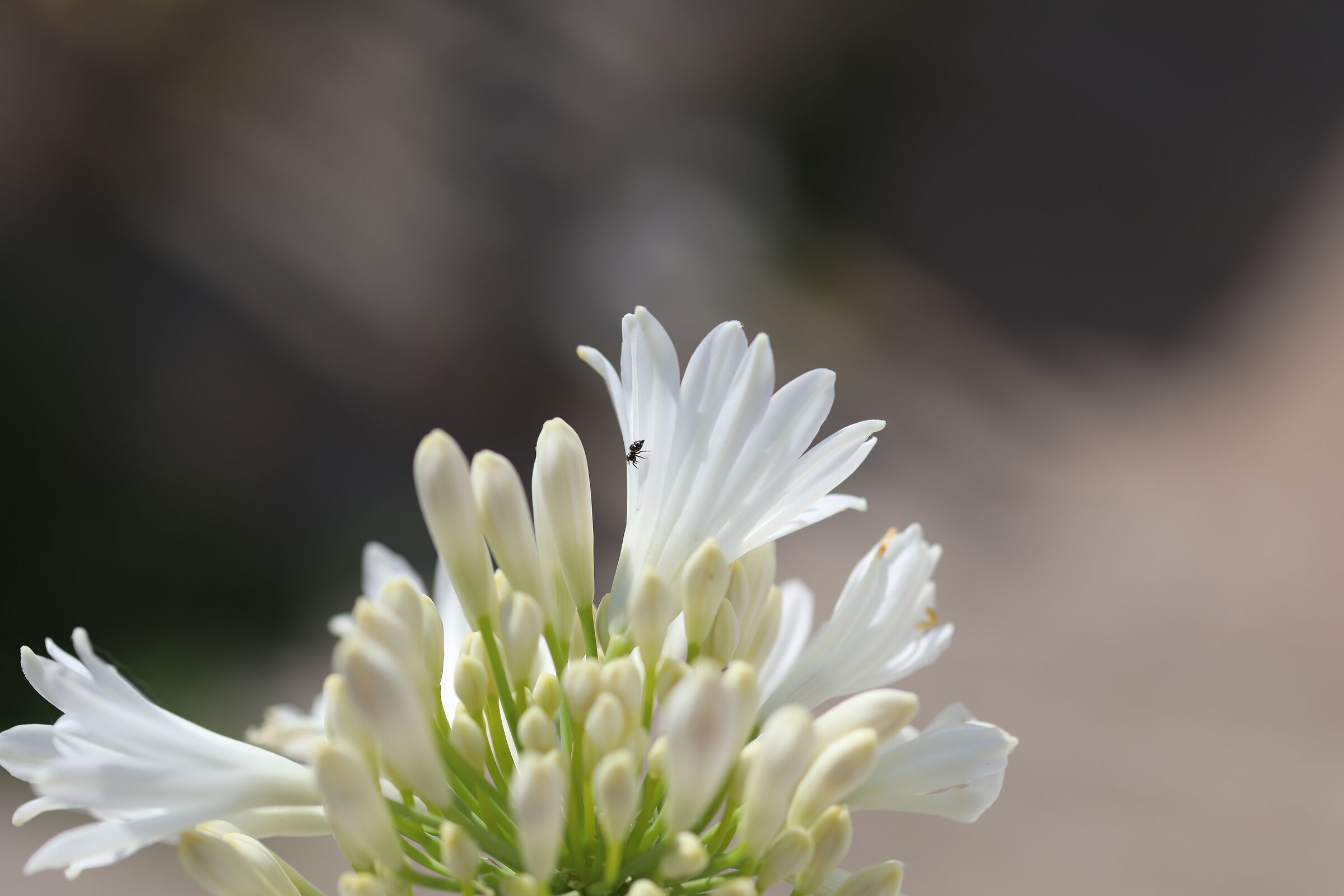 Formica, @ "1/ Mille" Canon 100 F. 2.8 L IS usm, 5...