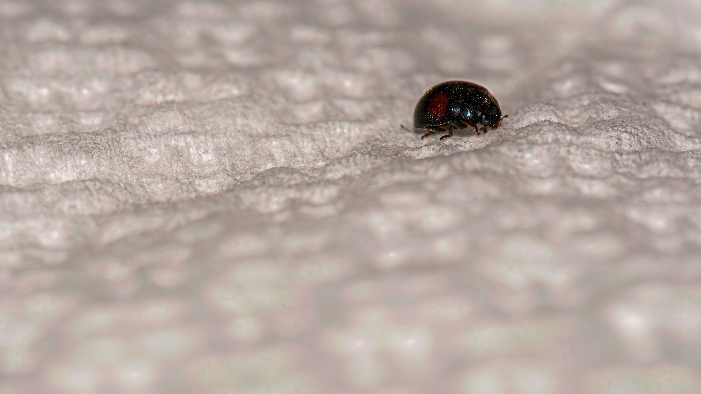 coccinella in mezzo al "mare"