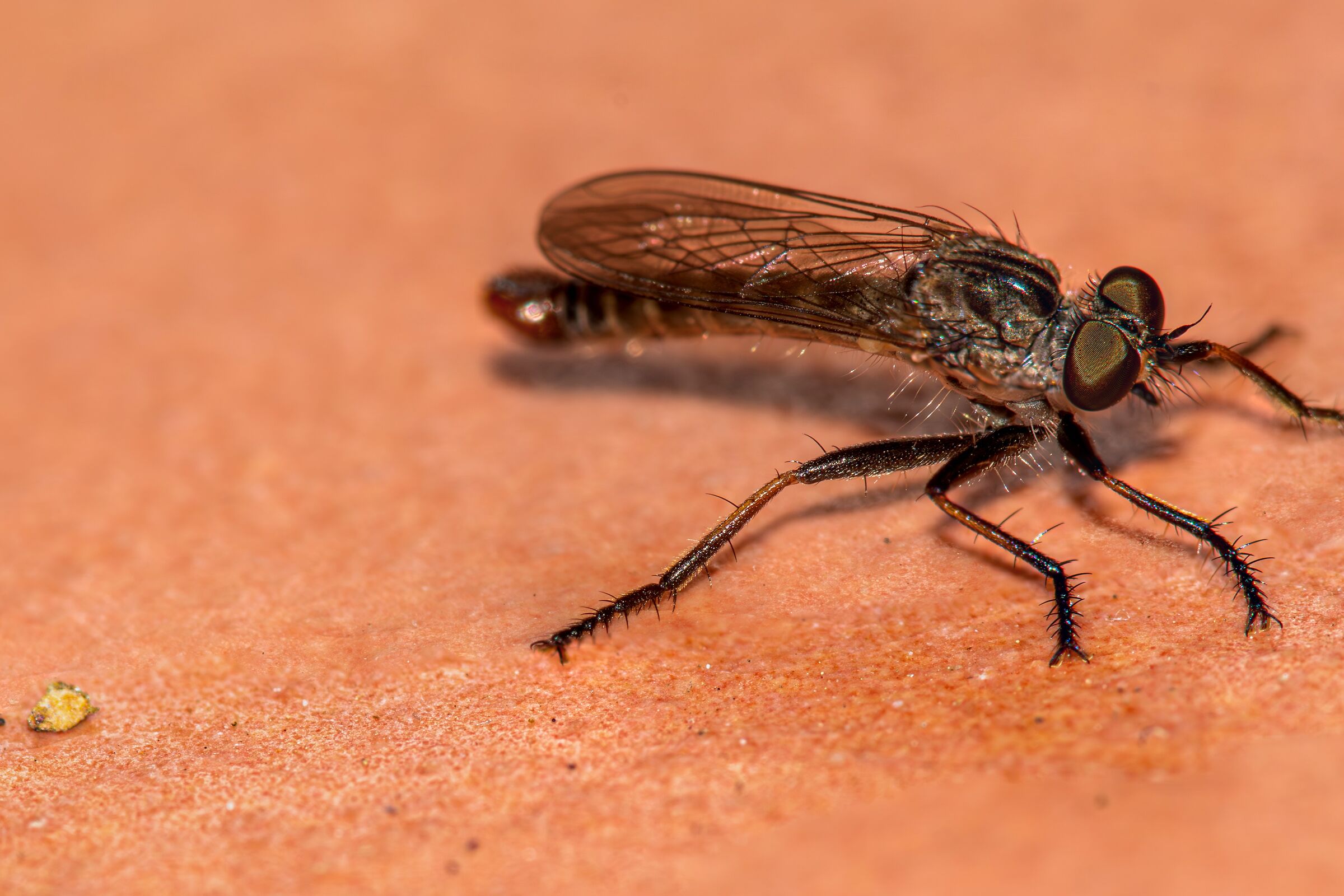asilidae