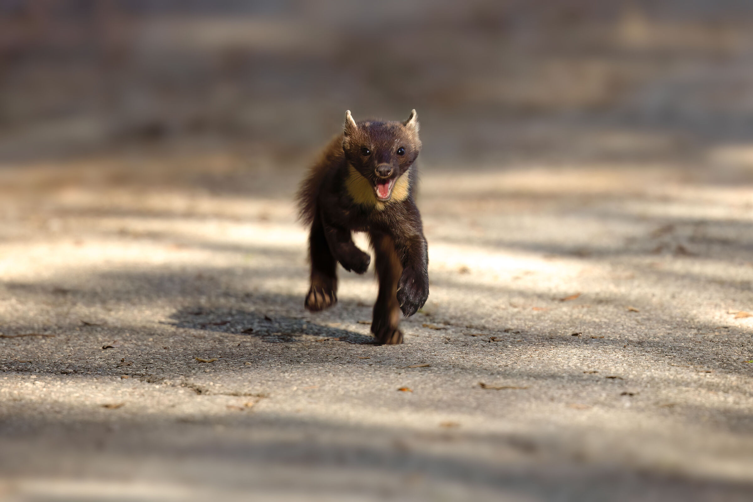 Pine Marten | Martes martes (Tuscany / May 2025)