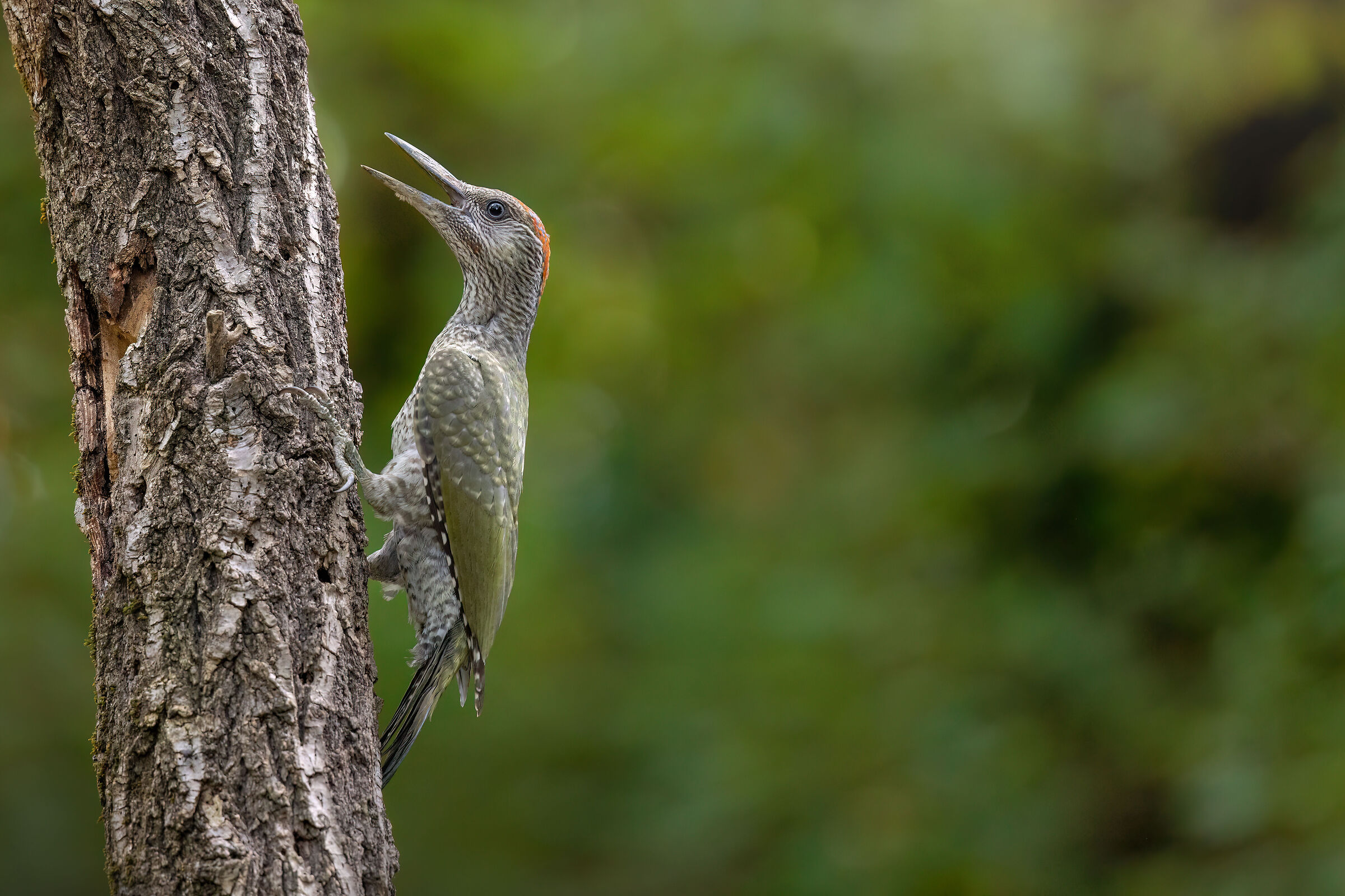 Green Woodpecker | Picus viridis juv.