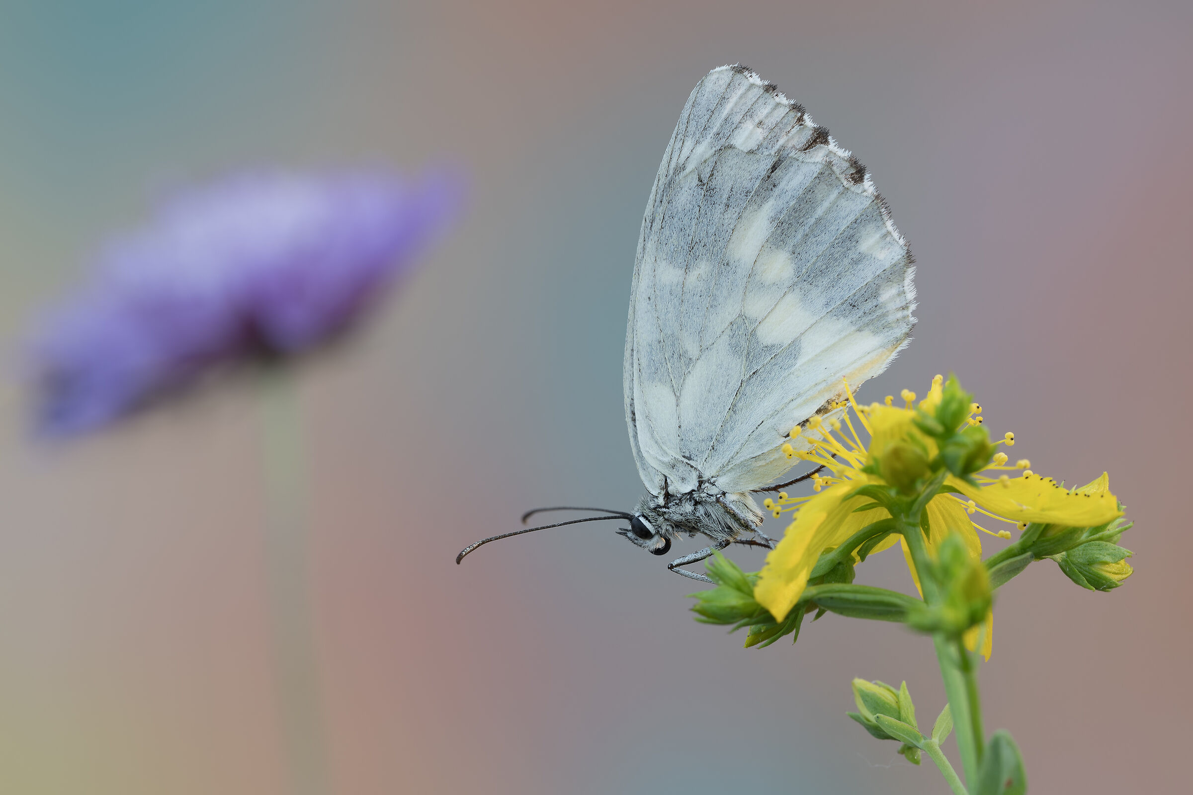 Melanargia Galatea
