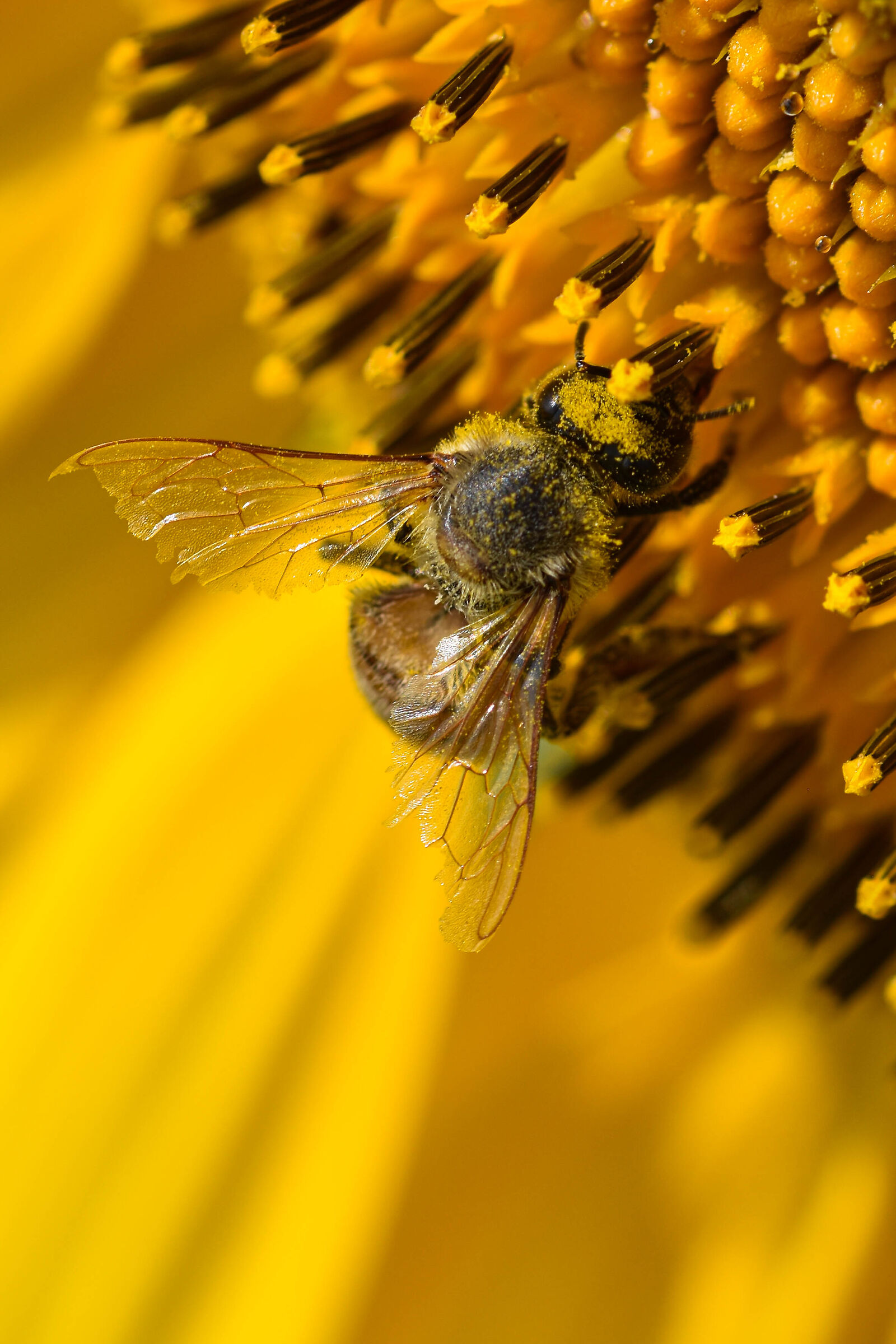 Ape sopra testa di girasole