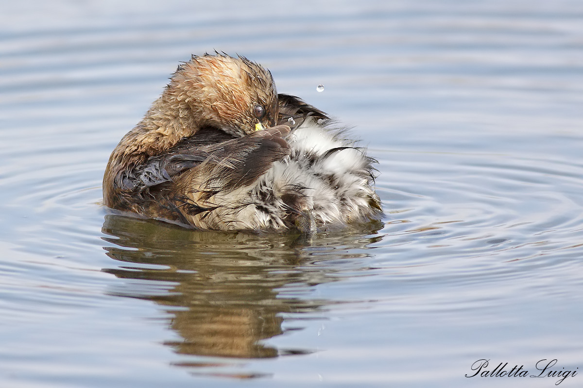 Little Grebe (Tachybaptus reficolis)