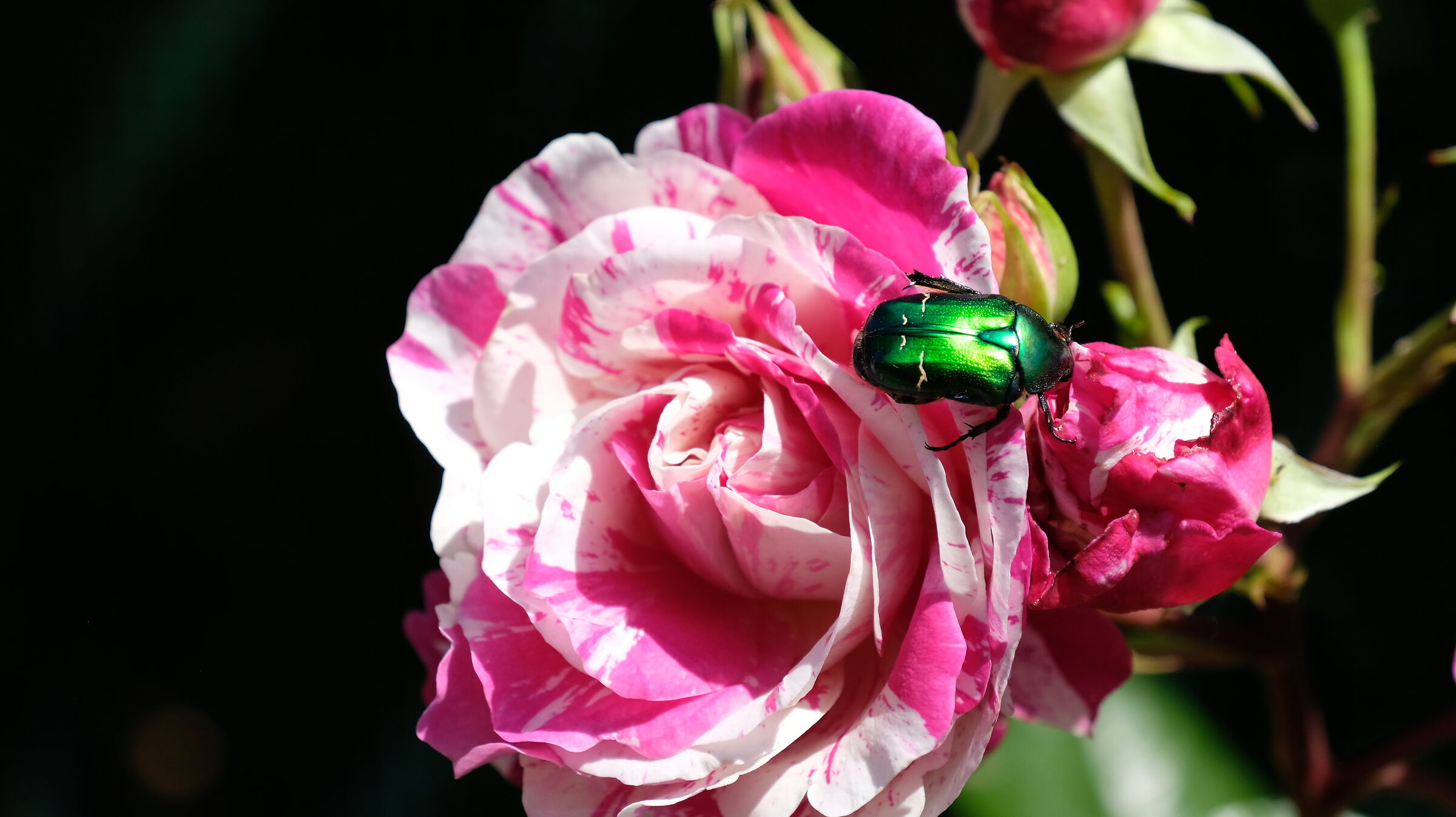 Flora and Fauna