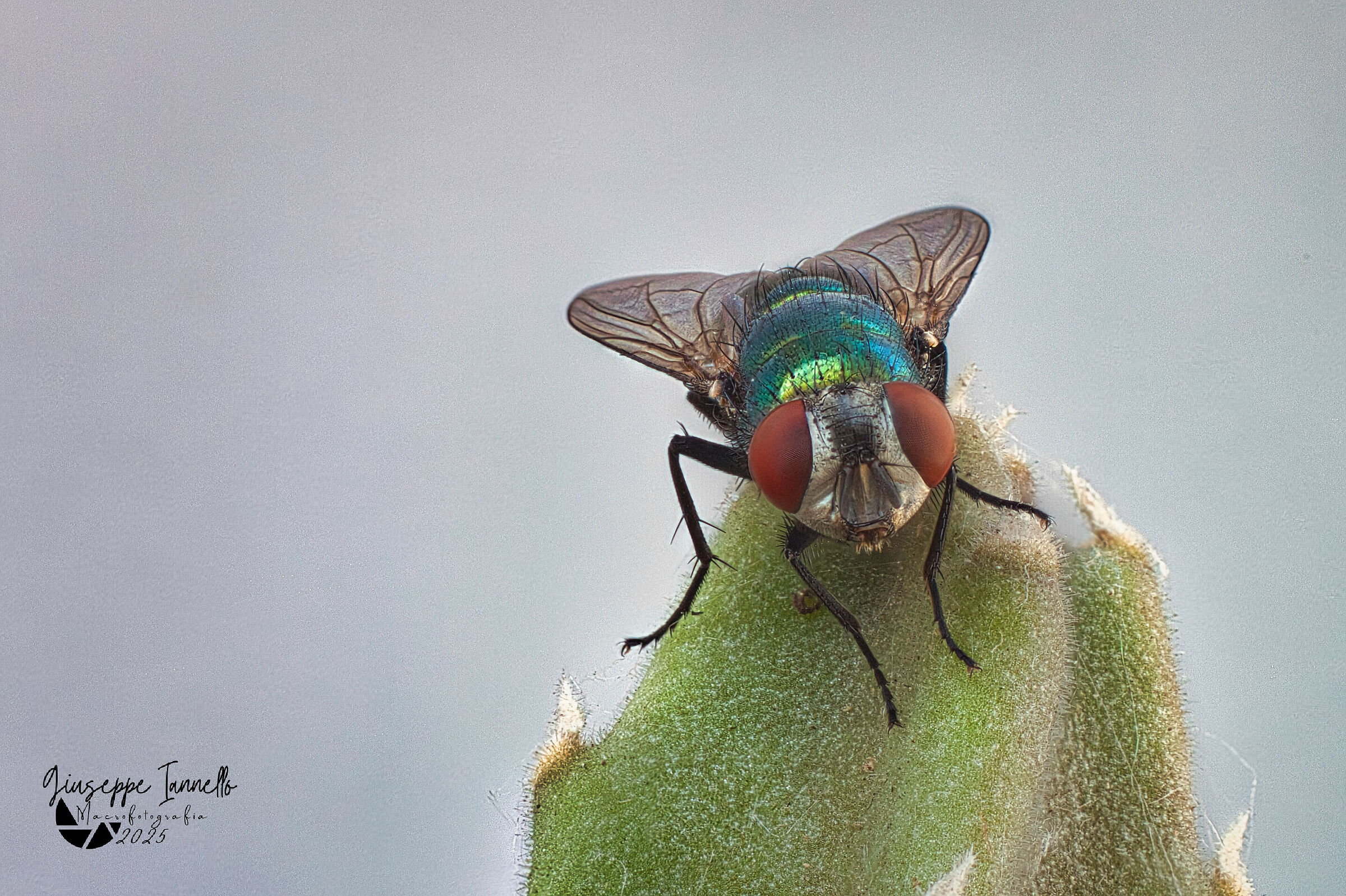 Fly on succulent plant
