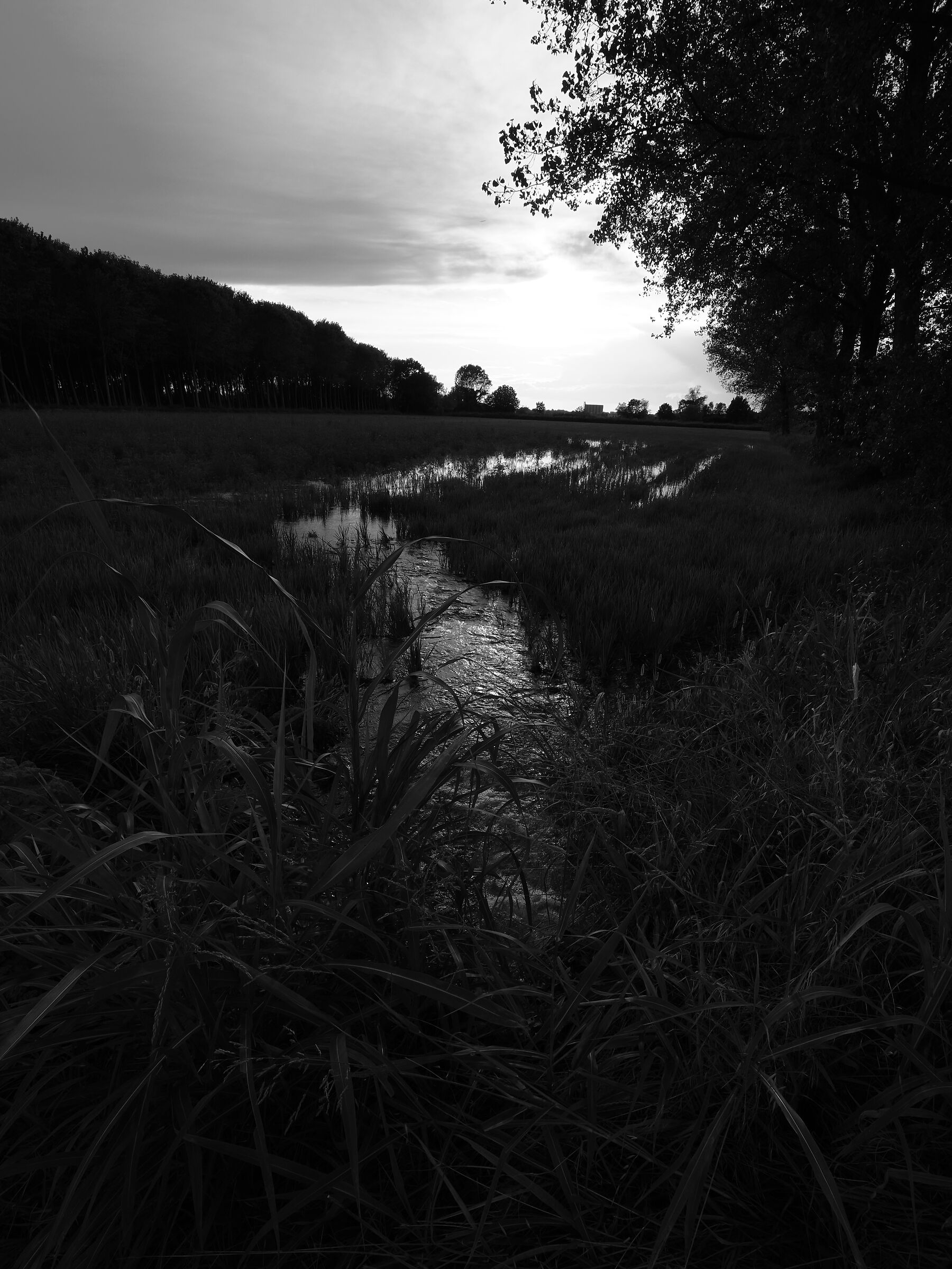 risaia, riflessi al tramonto