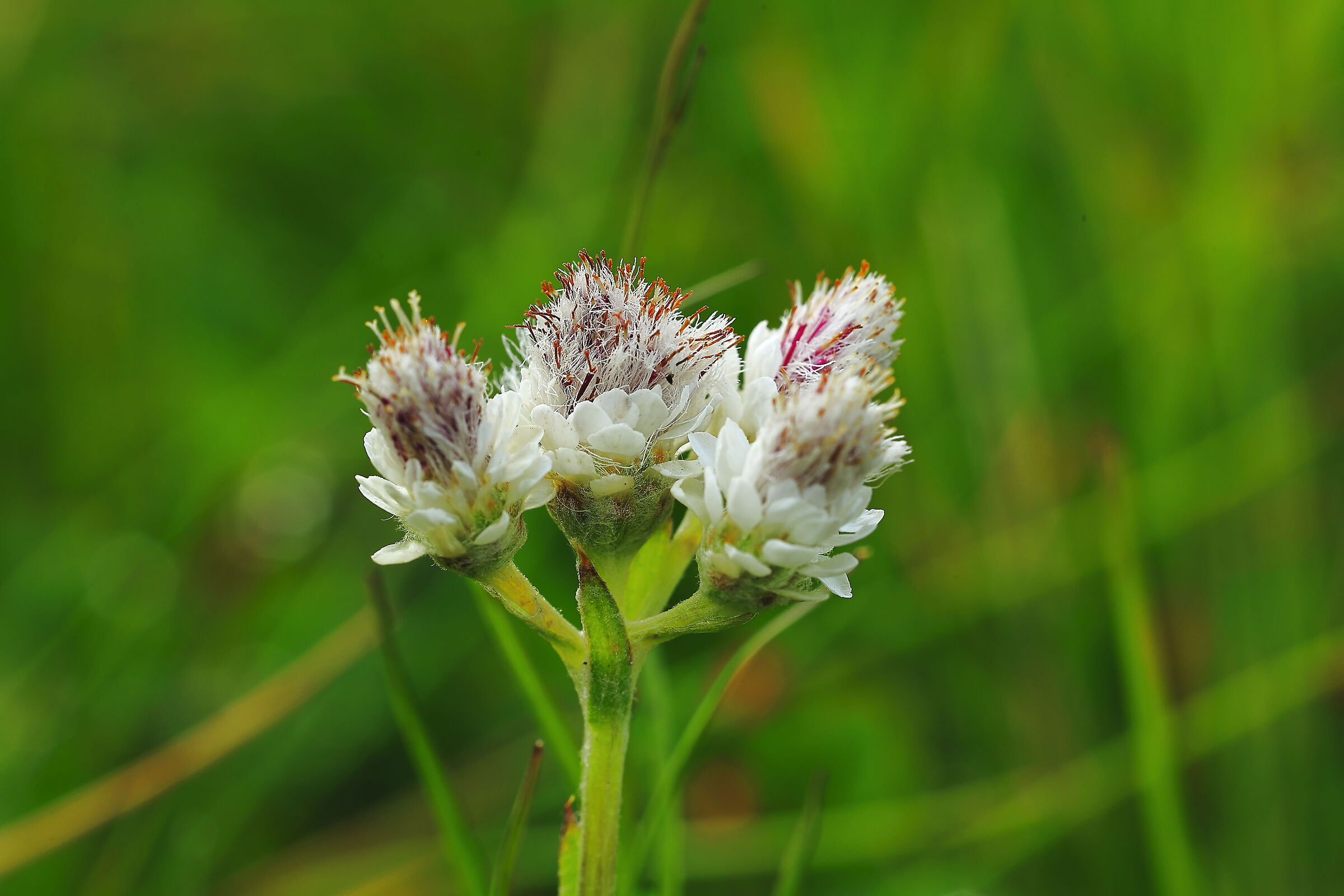 Antennaria Dioica