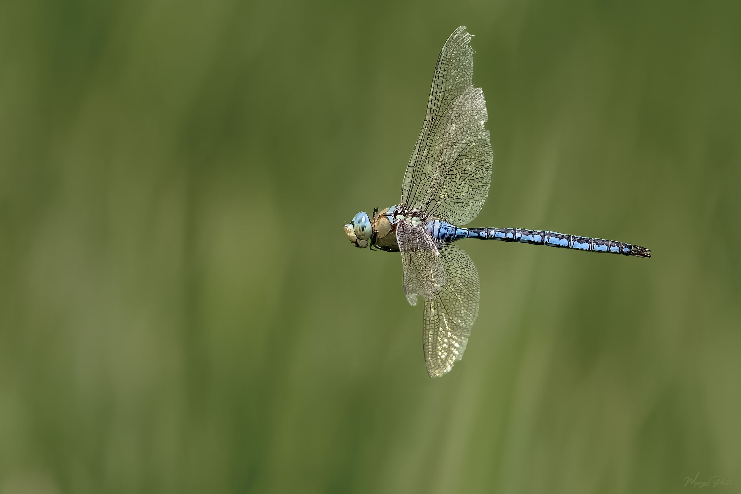 The Emperor's Flight