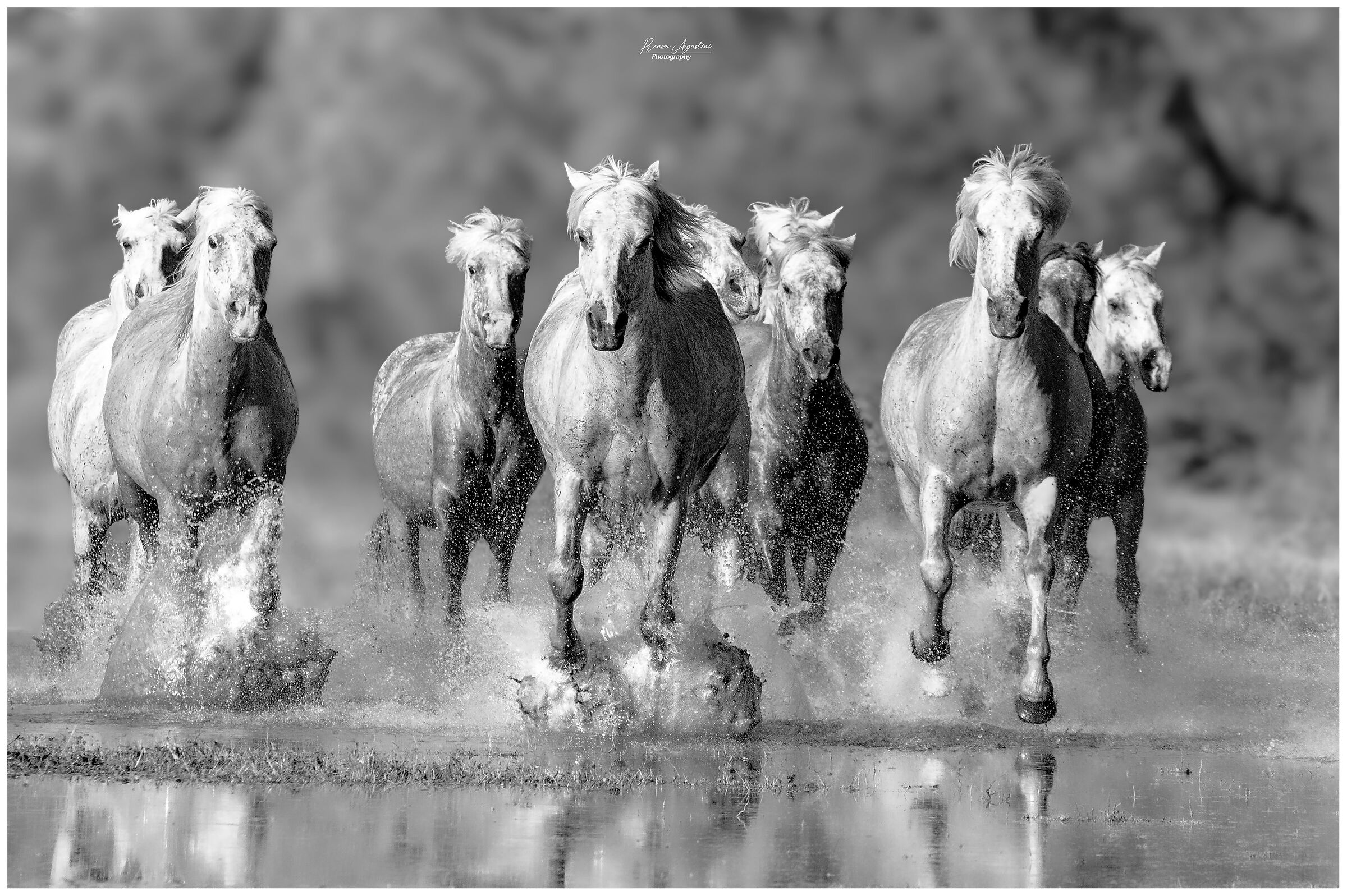 Camargue horses in black and white