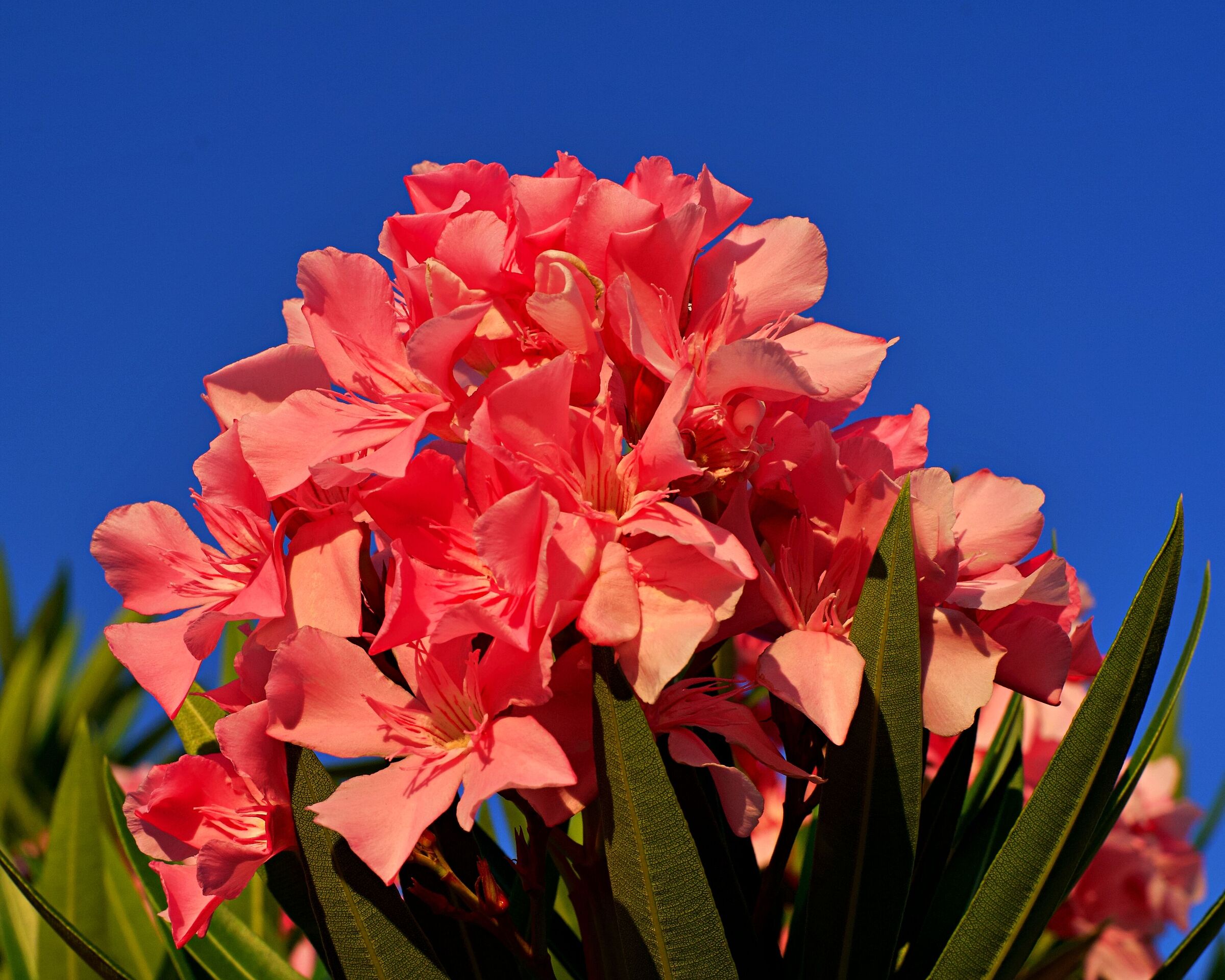 Nell'azzurro del tramonto