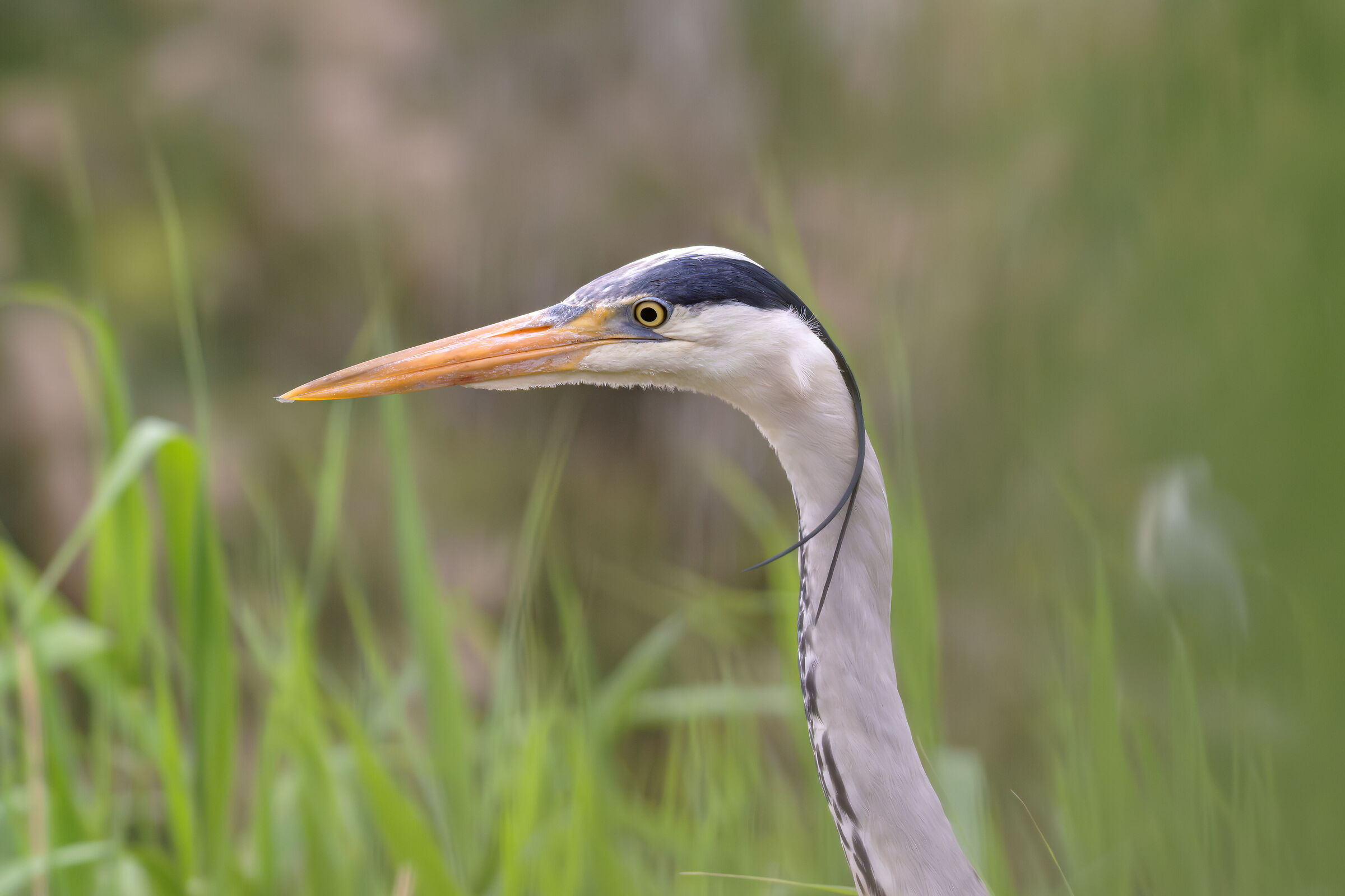 Grey heron