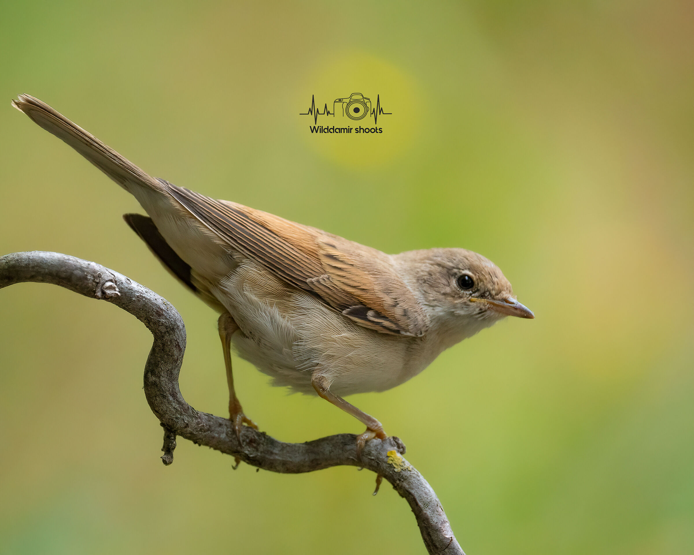 Whitethroat