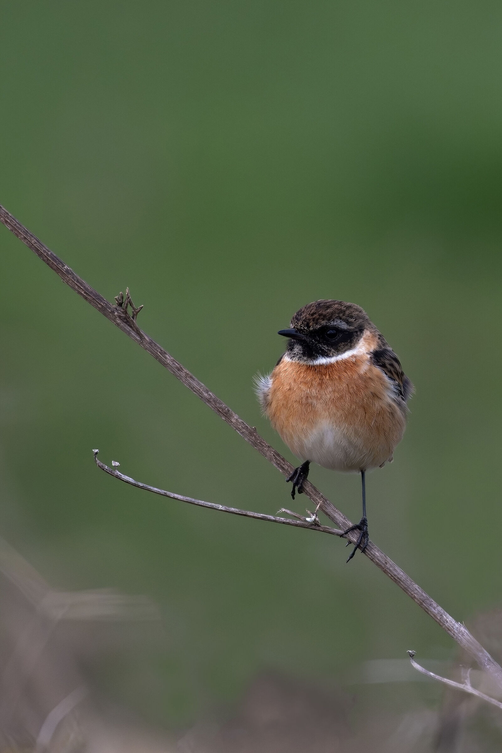 Stonechat
