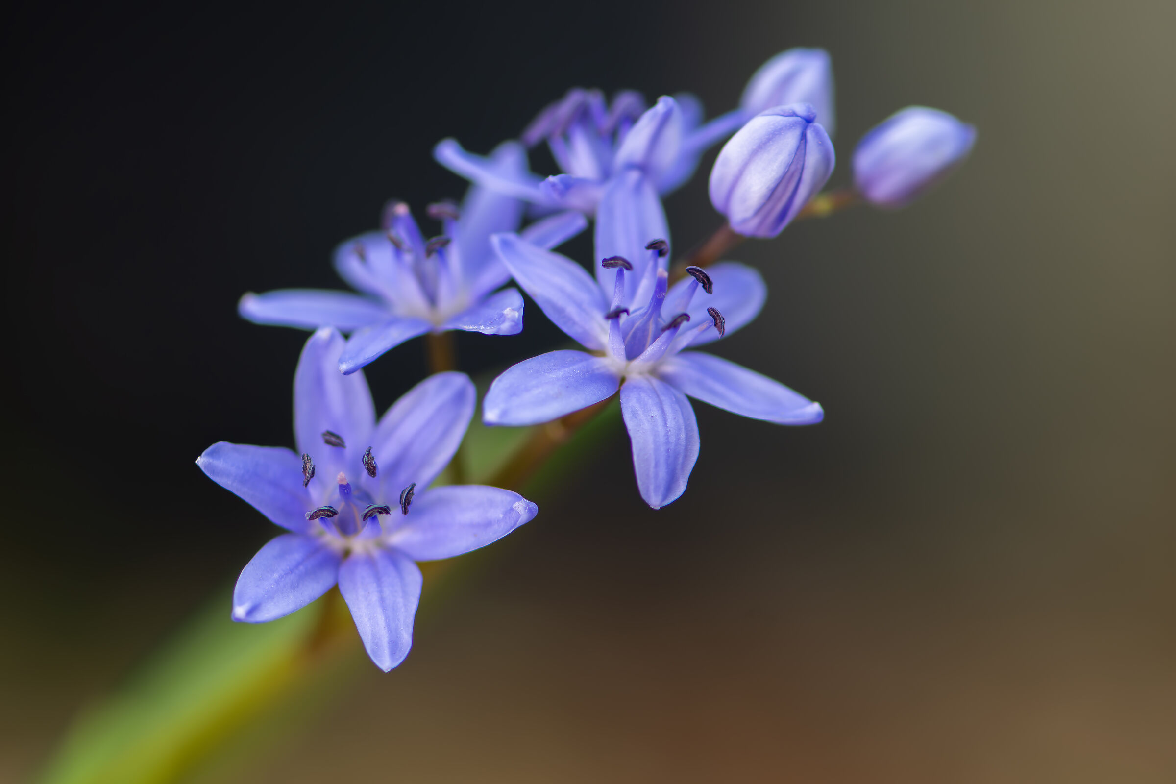 Scilla bifolia