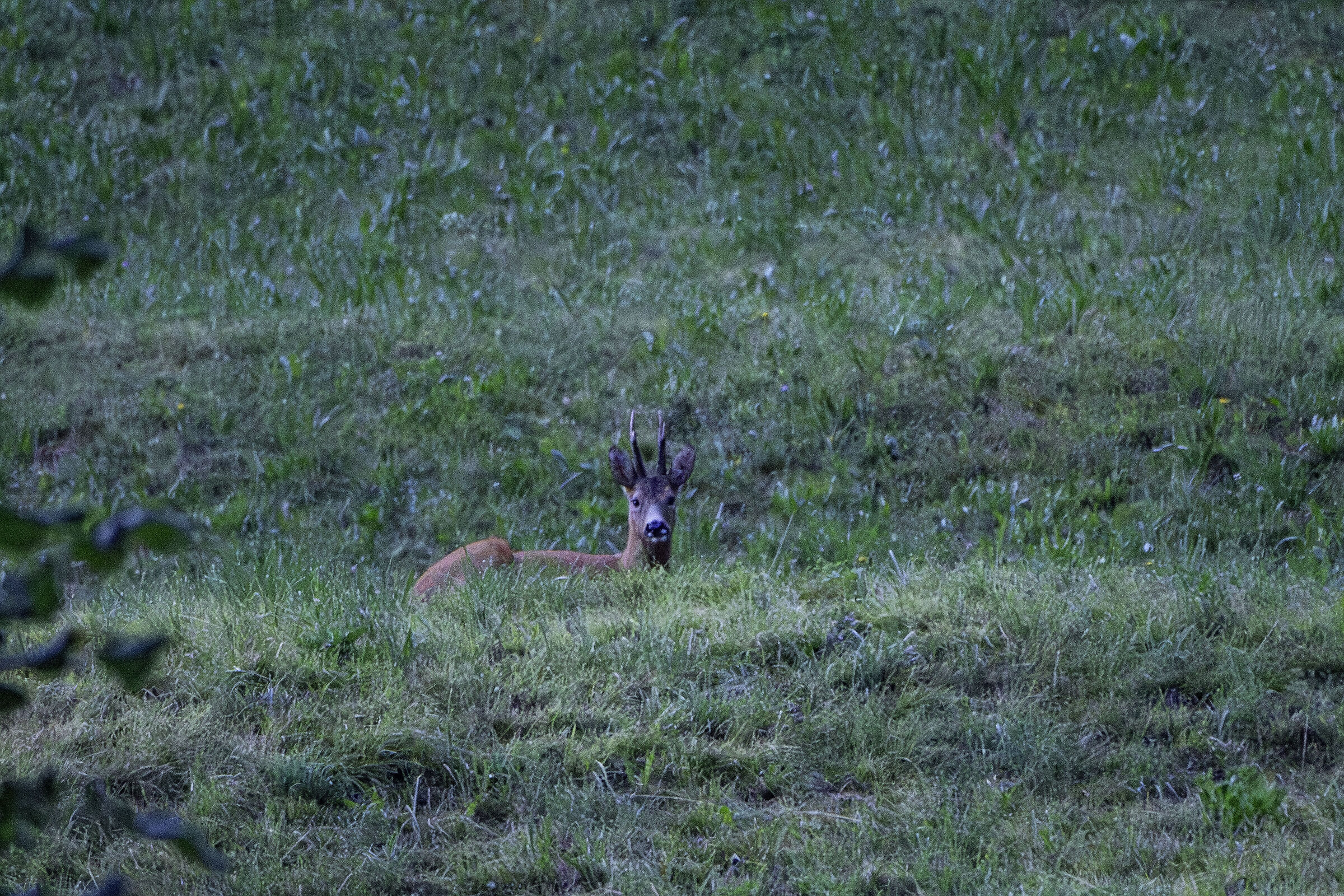 Capriolo