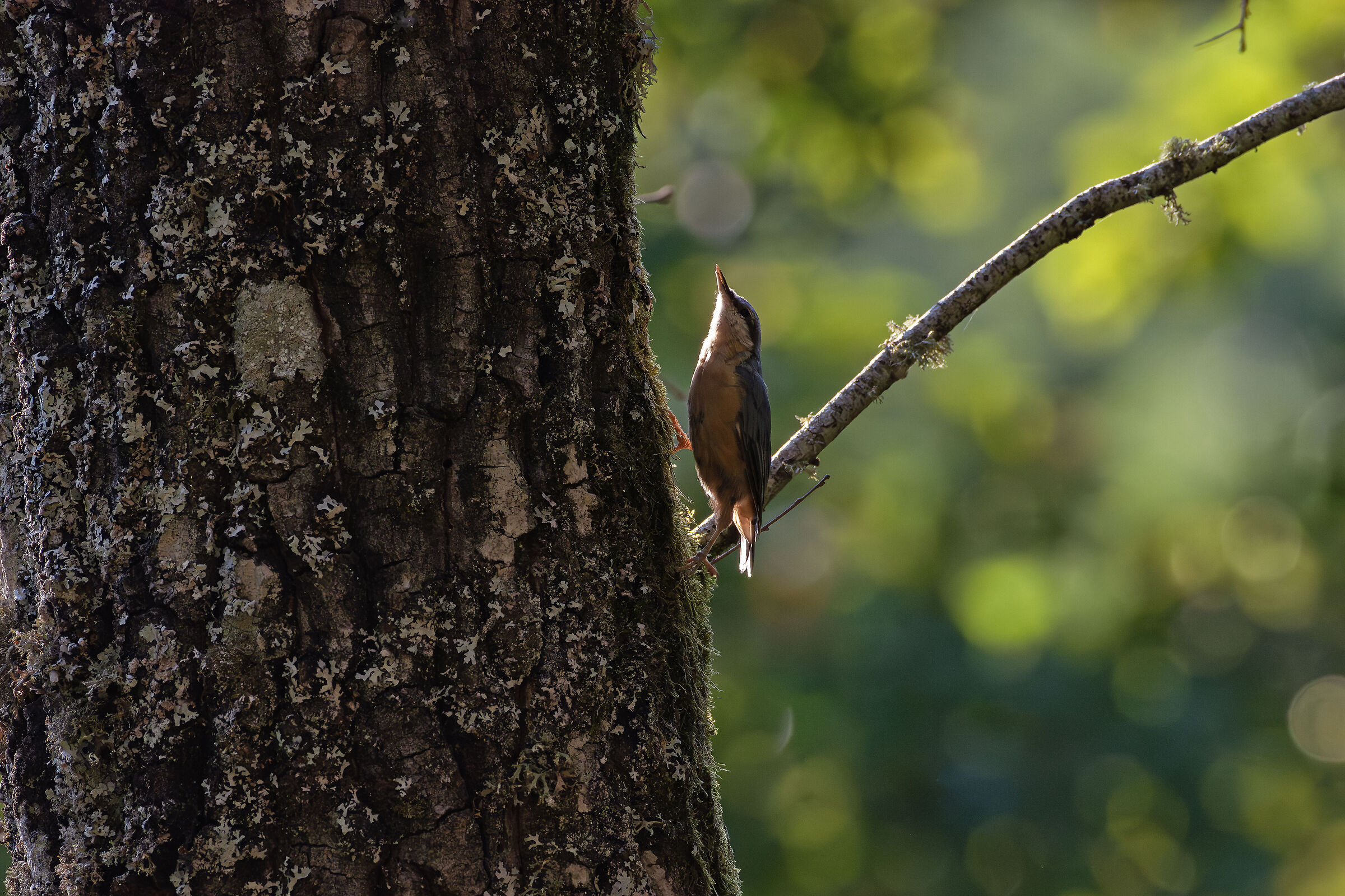 wood nuthatch