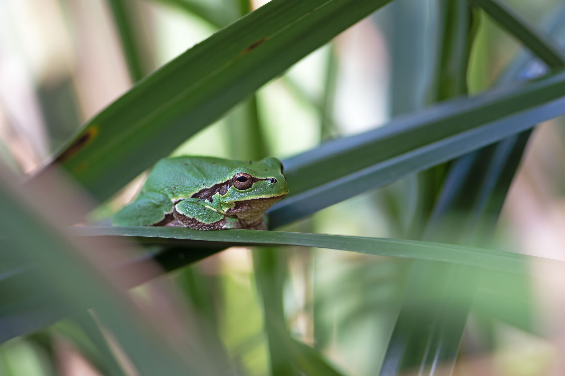 Tree frog