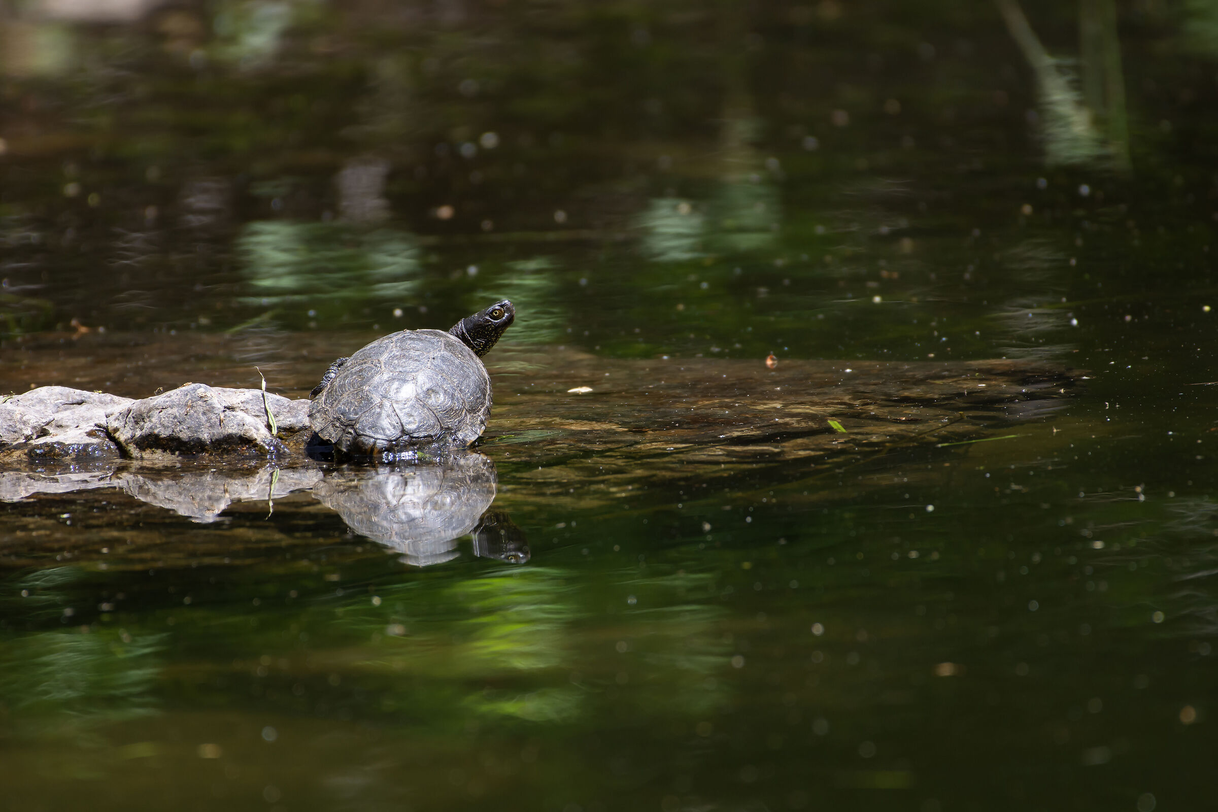 European pond turtle