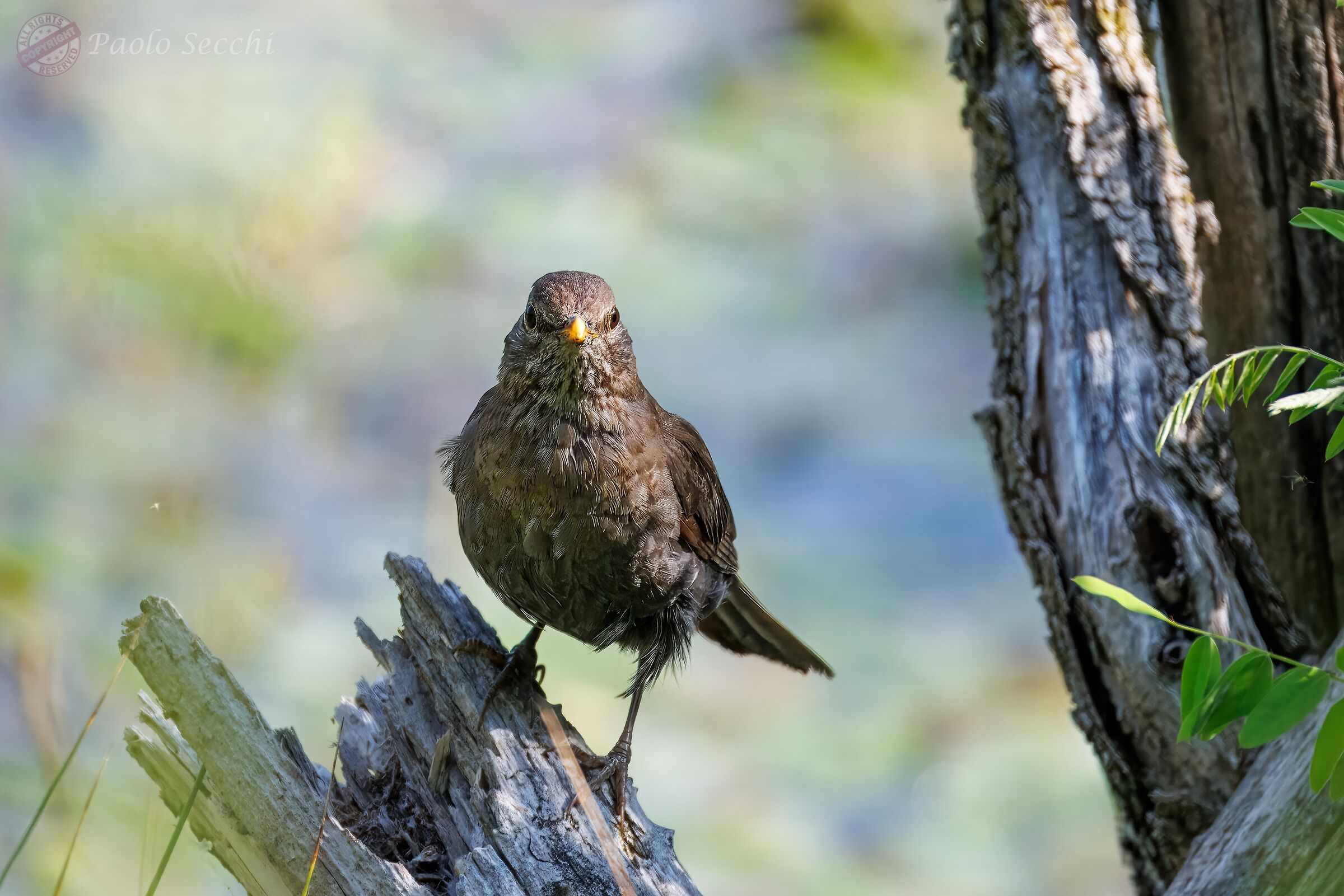 The blackbird's stop