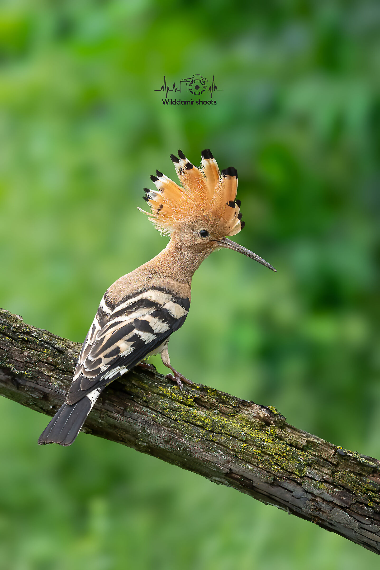 Hoopoe