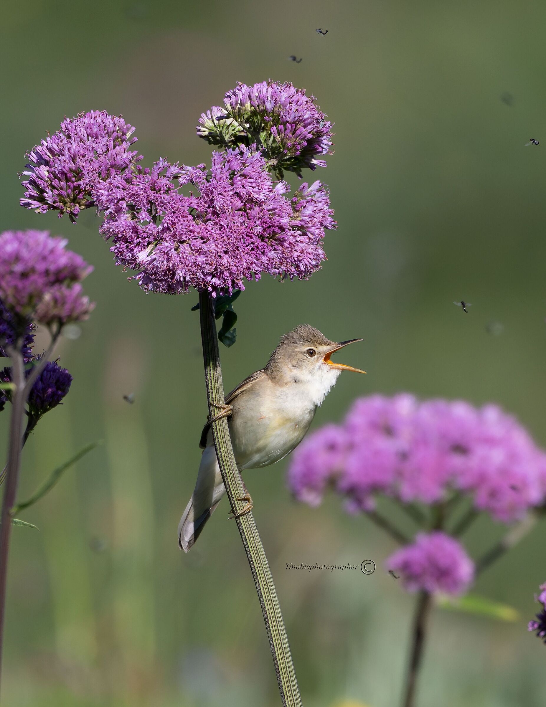 Cannaiola verdognola (Acrocephalus palustris)