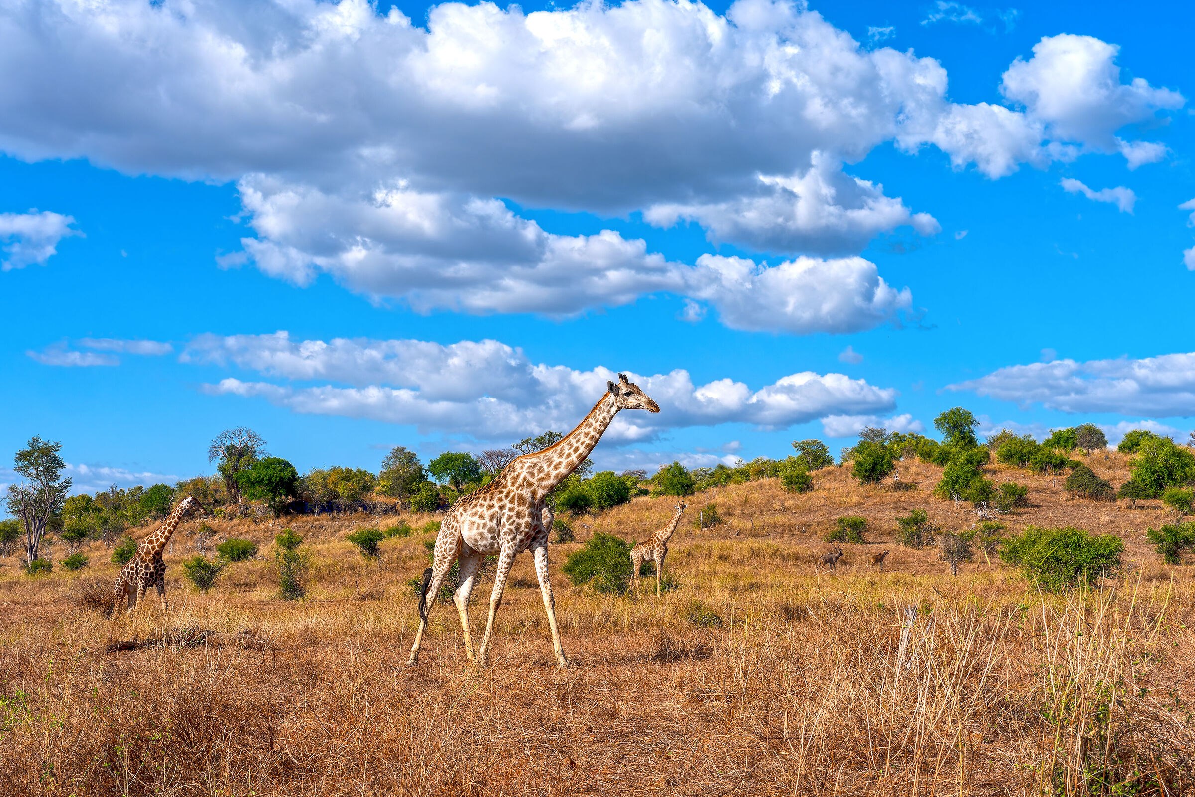 Chobe National Park