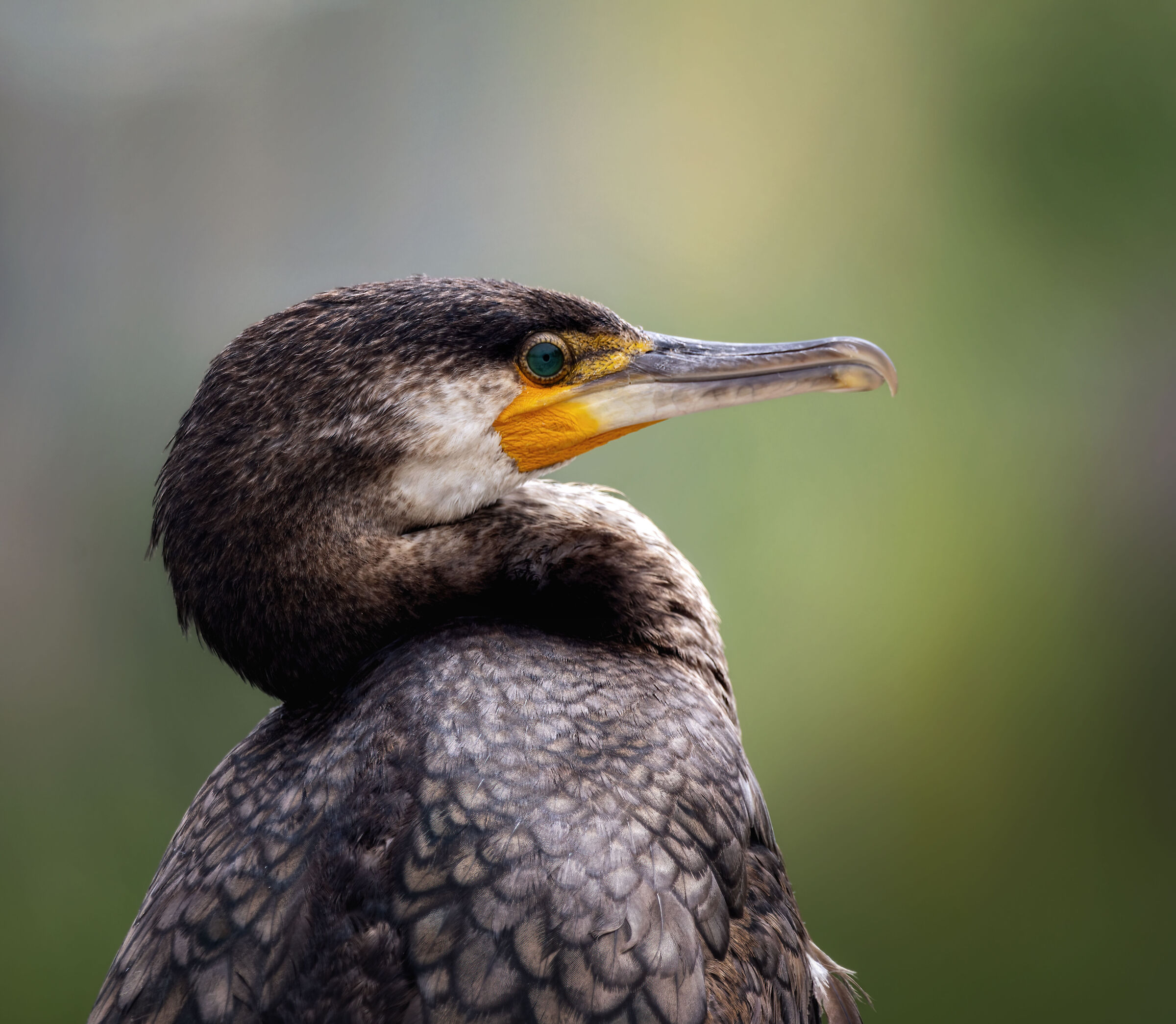 cormorano
