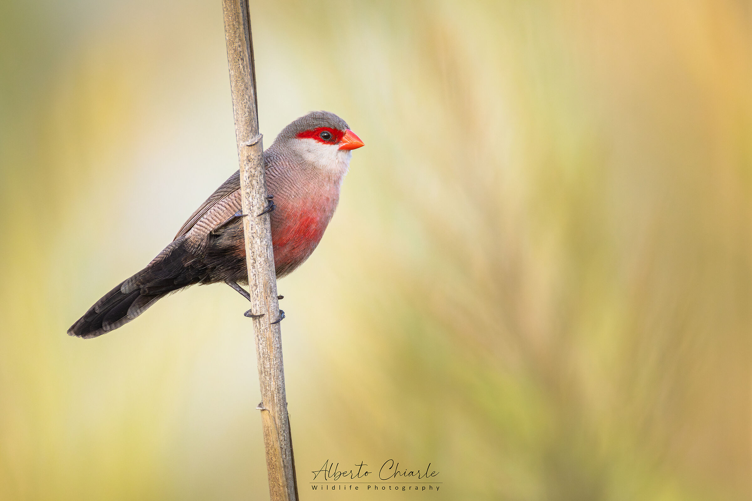 St. Helena's Astrilda (Estrilda astrild)