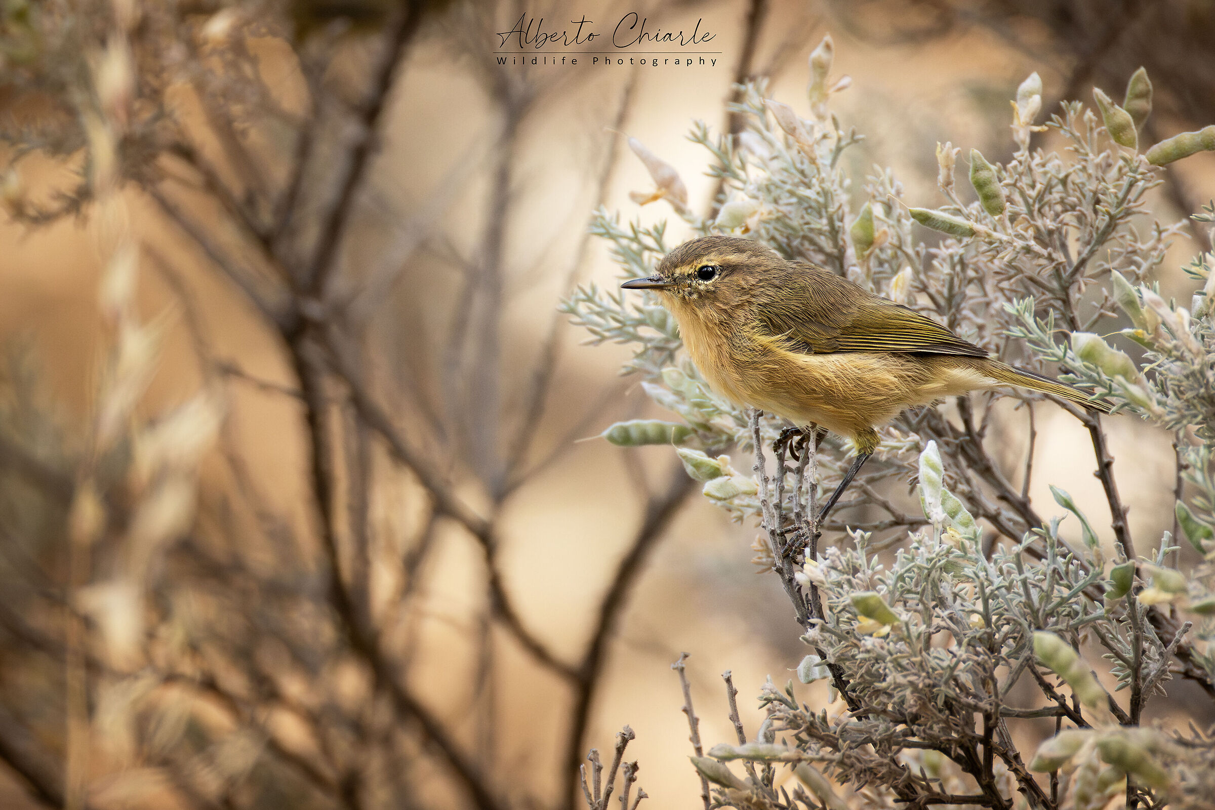 Canary Island Warbler (Phylloscopus canariensis)