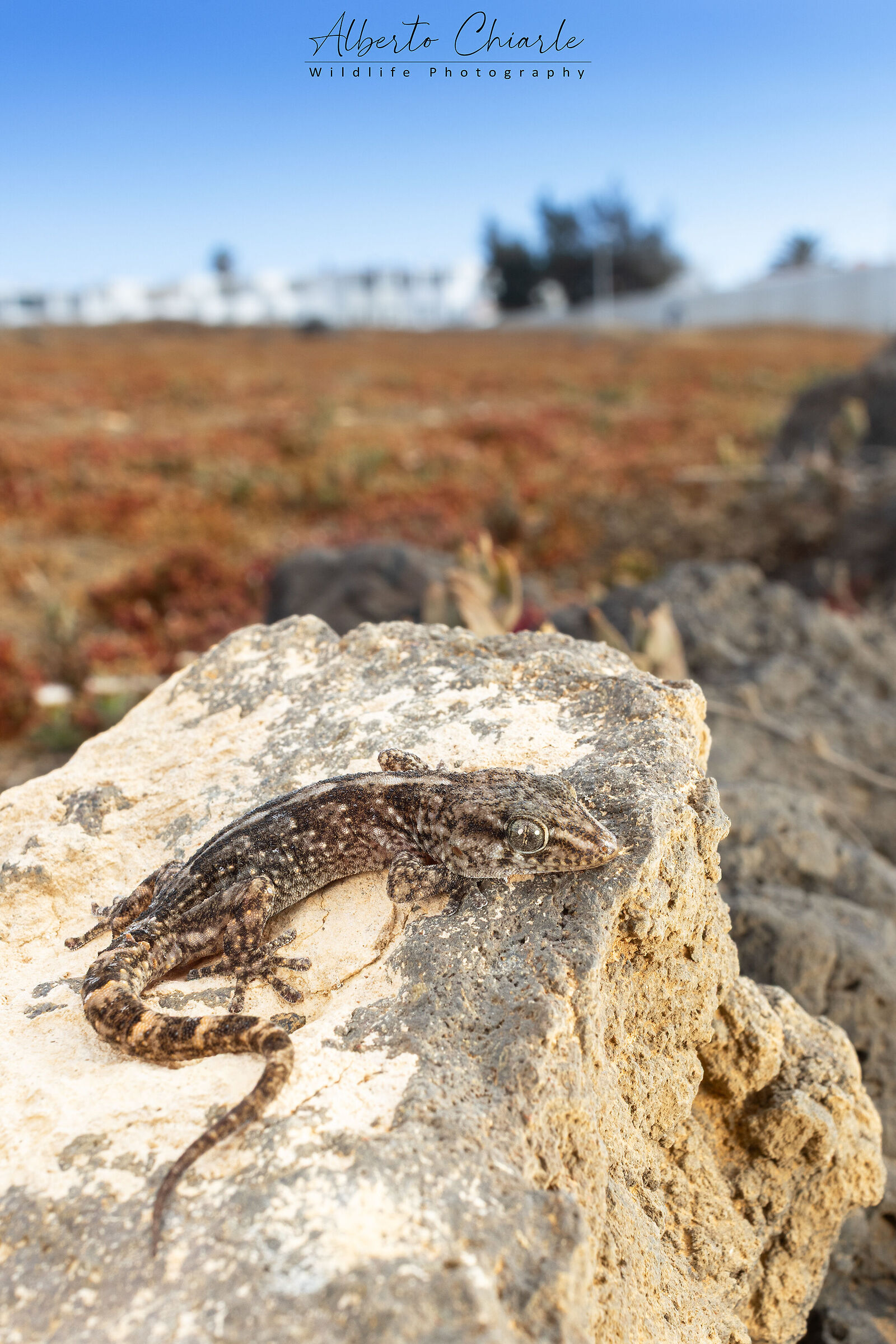 Gran Canaria Gecko (Tarentola boettgeri)