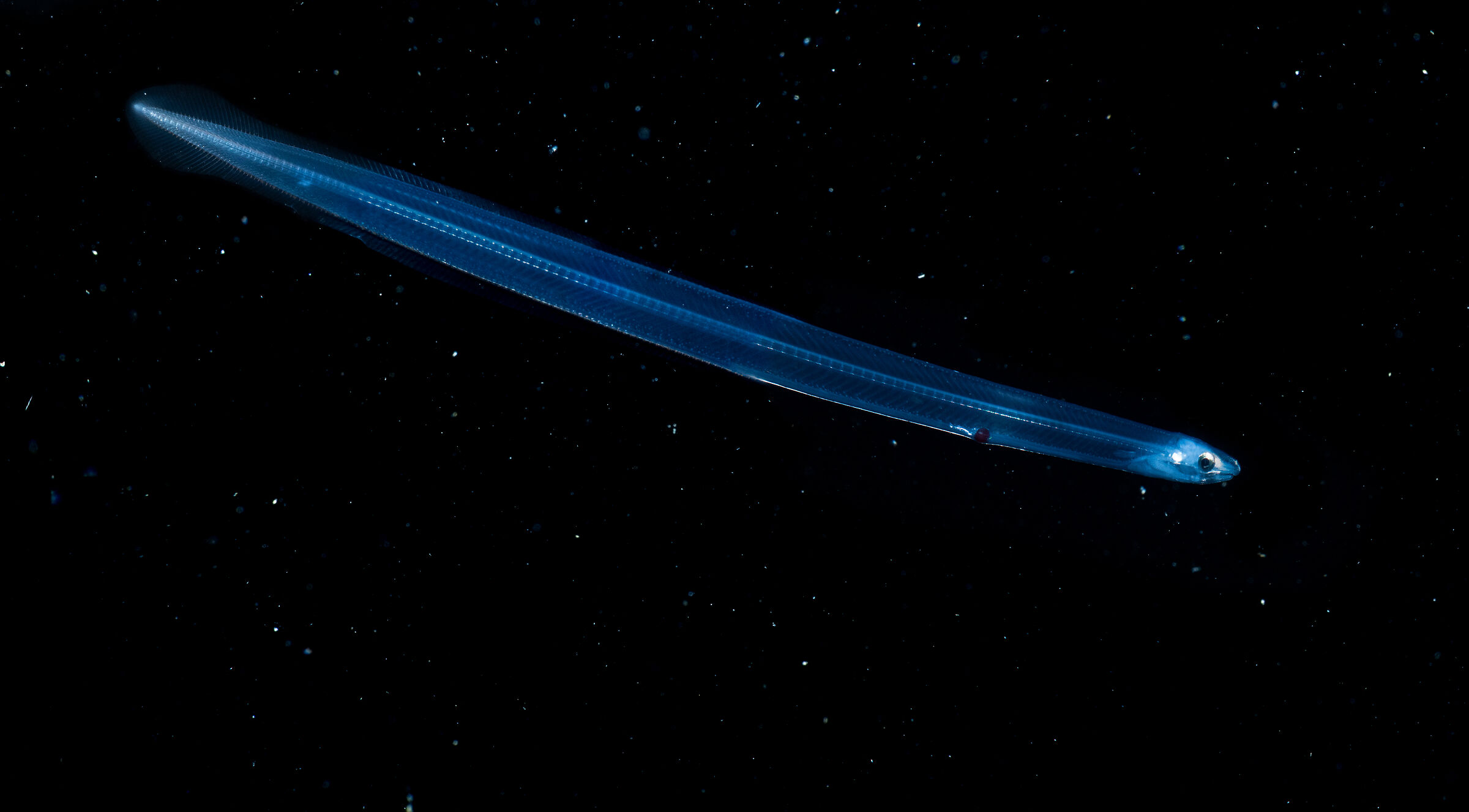 Avannotto di anguilla