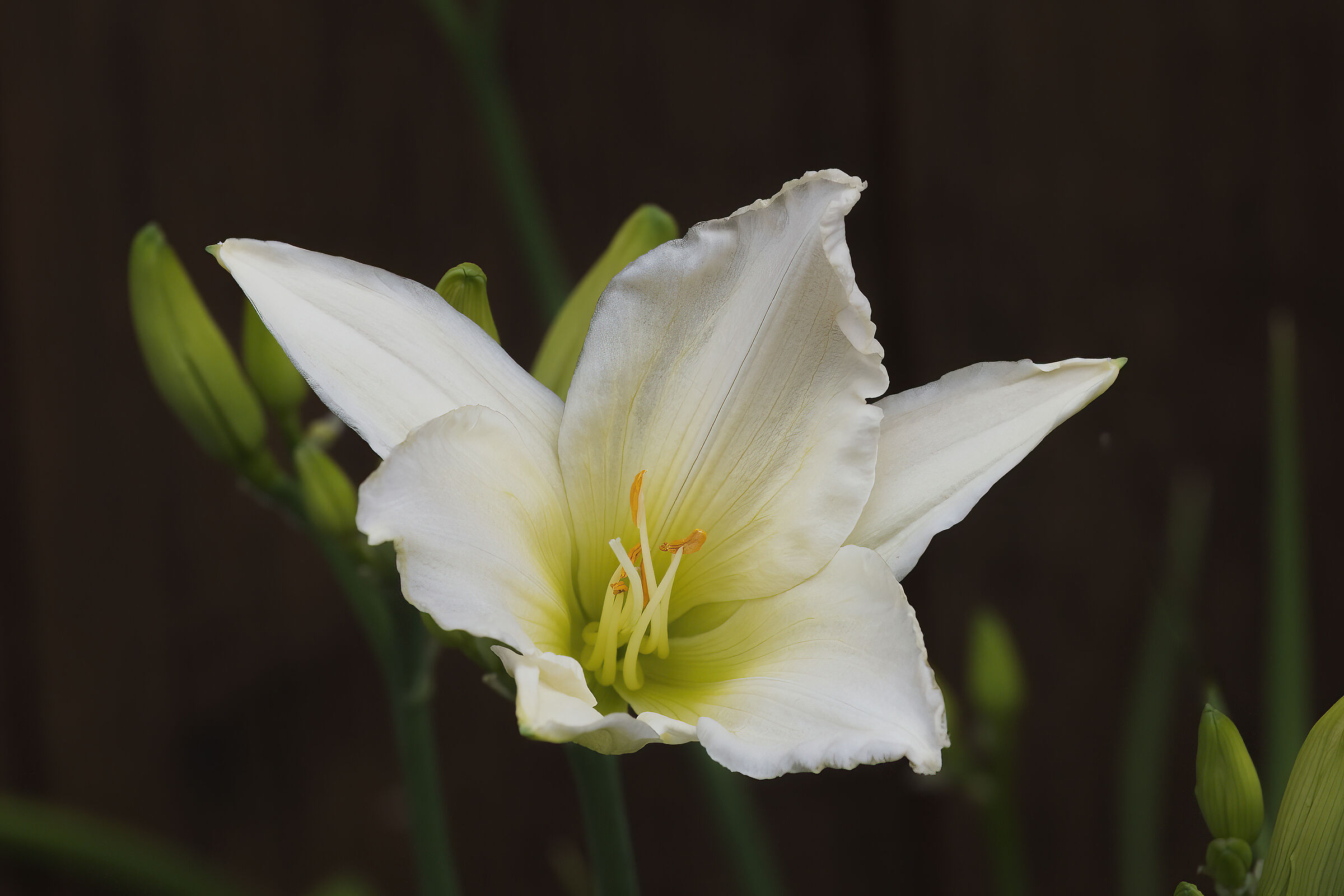 Hemerocallis