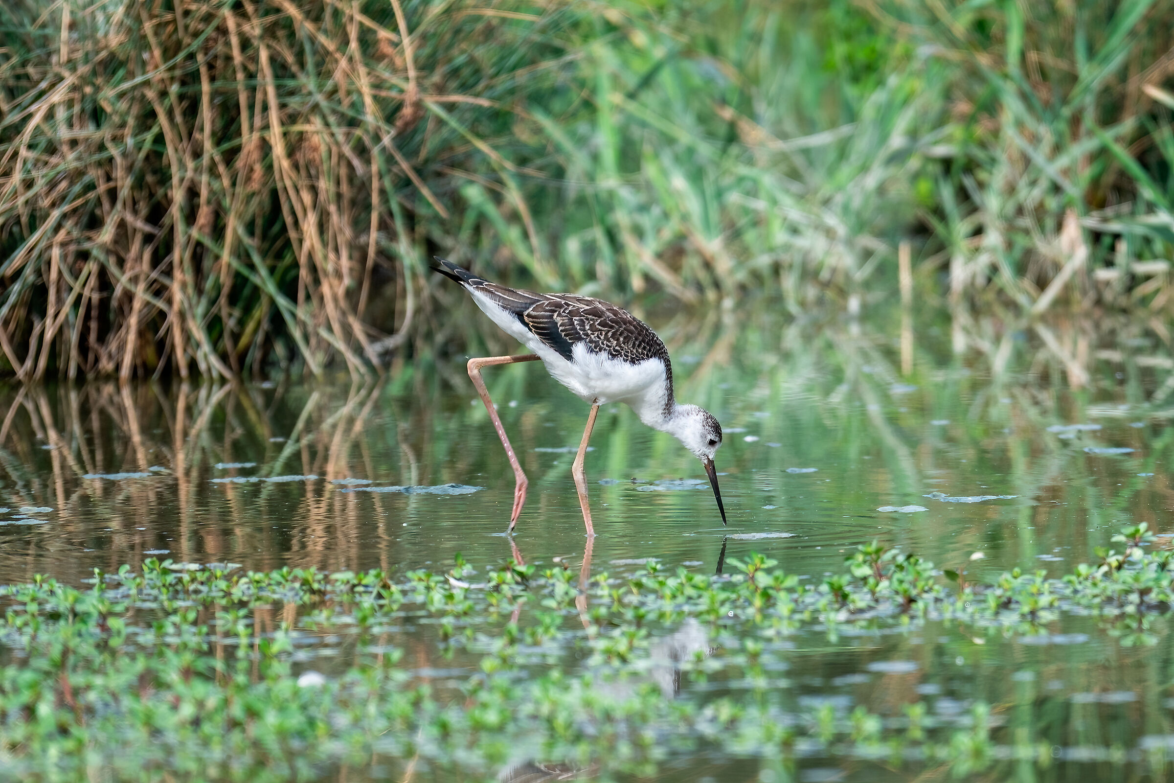 A young Black-winged Stilt